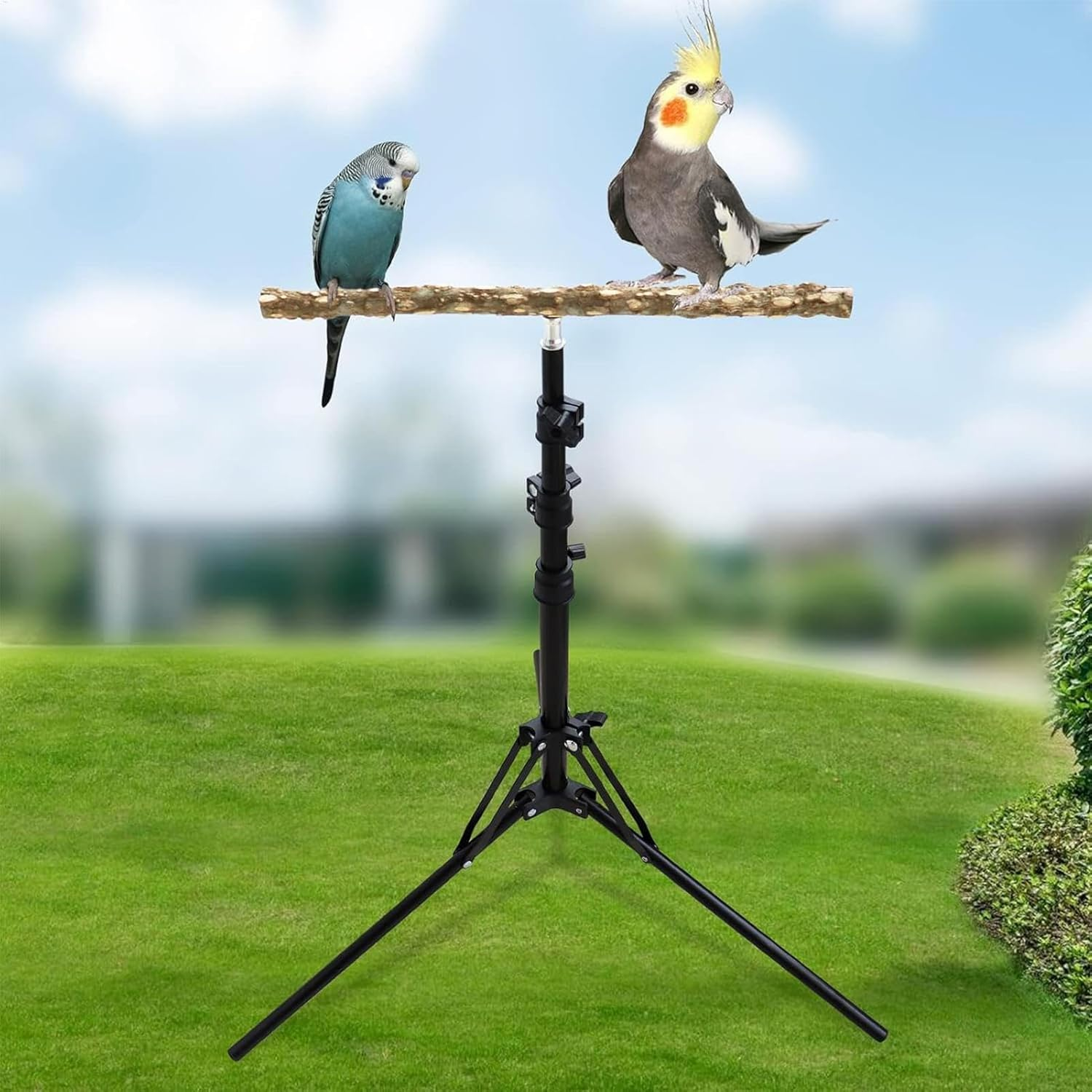 Adjustable Bird Perch Stand - Height-Extendable Parrot Training Stand | Natural Wood Bird Rest, Indoor Outdoor Grooming Perch, Sturdy Wooden Play Gym, Multi- Aviary, Freestanding Perch image number 3