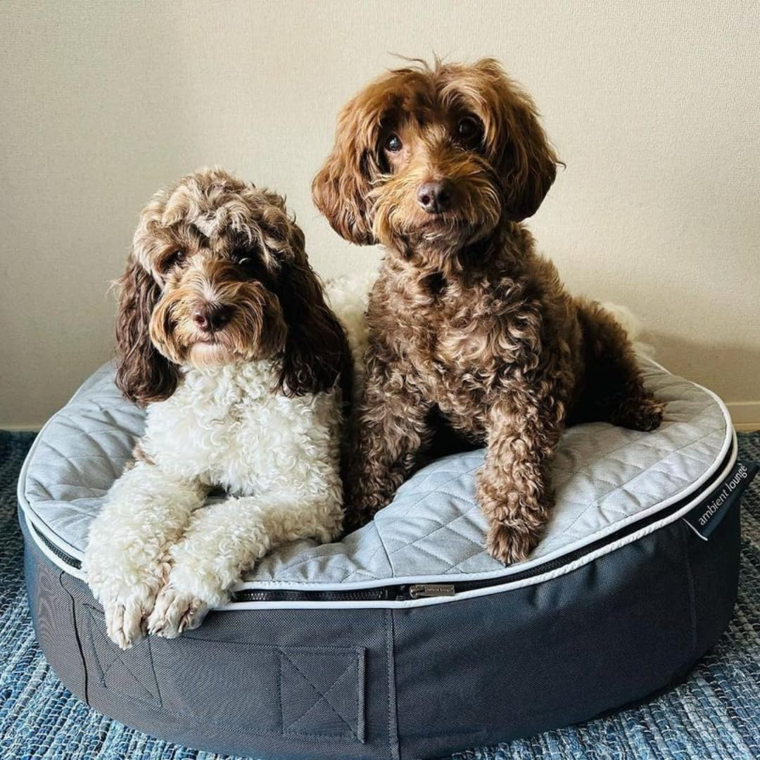 [Ambient Lounge Japan] Pet Lounge, Washable, Dog, Cat, Bed, High Quality, Memory Foam, Made in Japan, Premium - Wolf Gray, M Size image number 1