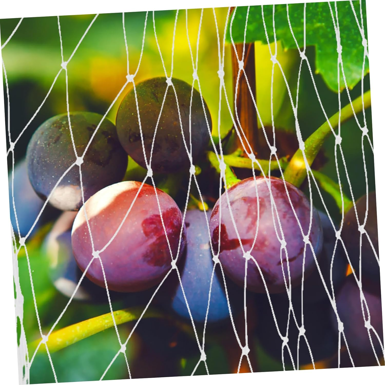 Outanaya Garden Bird Netting 10M X 10M Nylon Mesh Lightweight Plant Cover for Vegetable Fruit Tree Protection Tear Resistant Suitable for Orchards and Farms image number 6