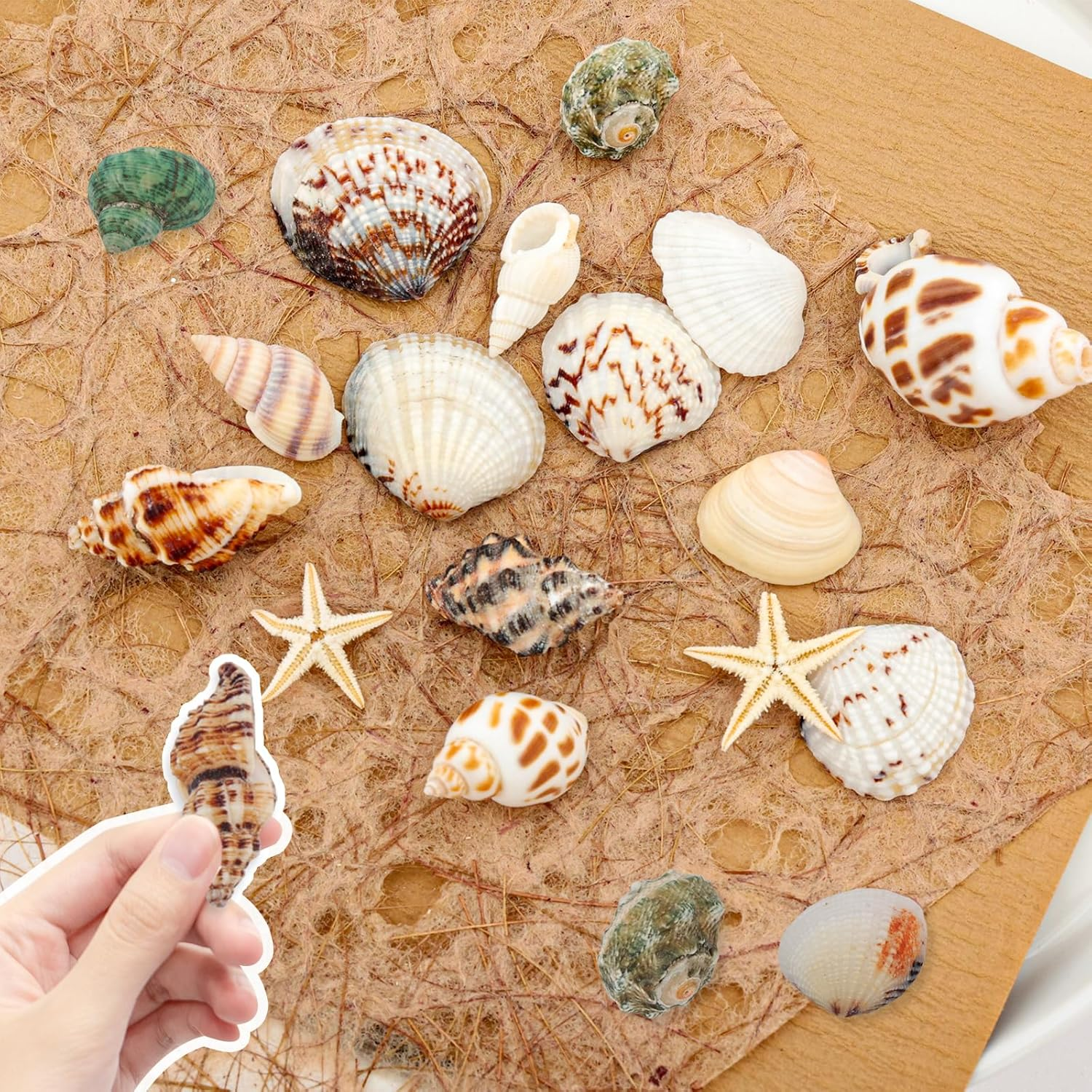 110+ Pcs Mixed Sea Shells Beach Seashells Starfish for Crafts Natural Various Sizes Ocean Conch Starfish Shells for DIY Home Fish Tank Vase Fillers Decorations Decorating Beach Theme Party image number 5