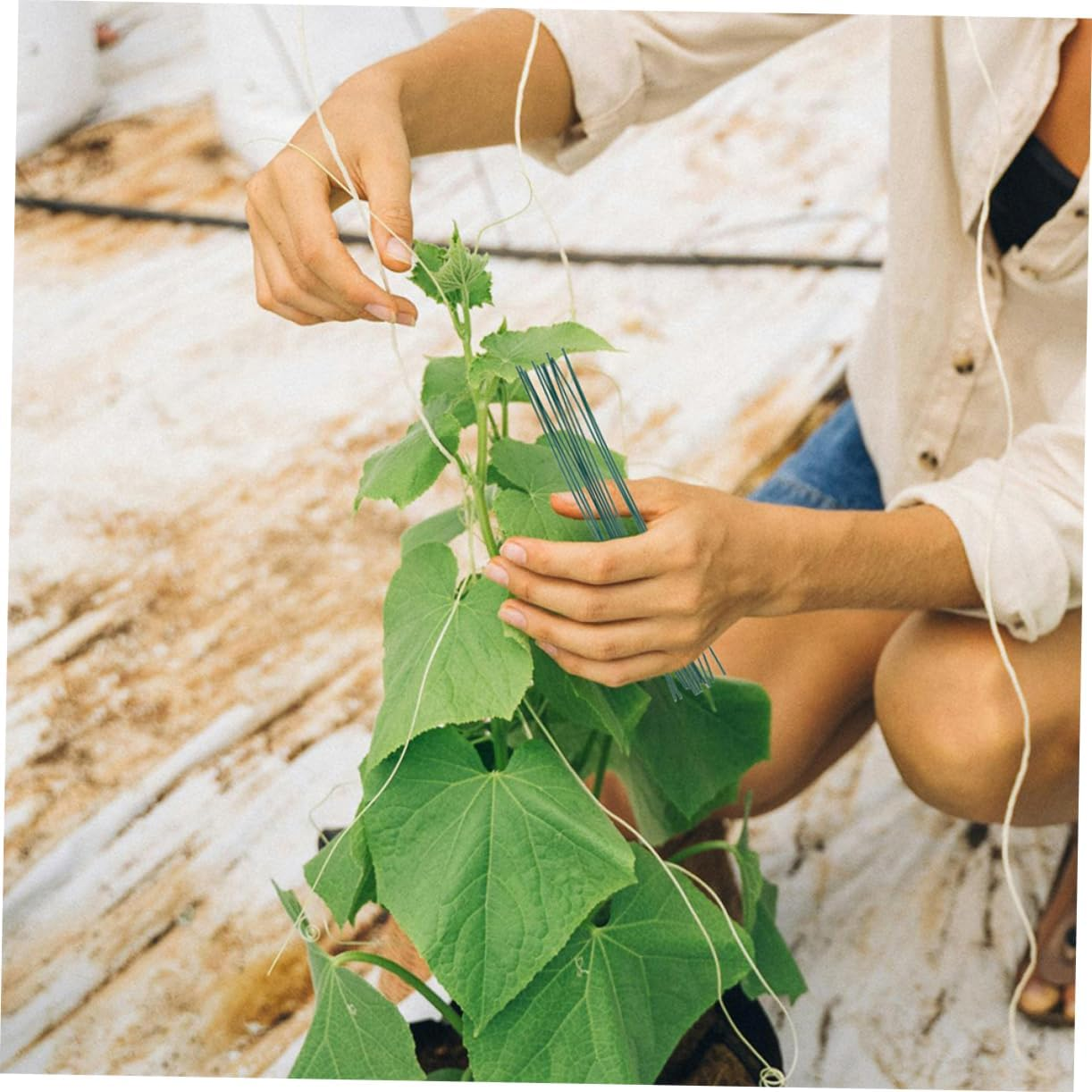 MOBUTOFU Garden Plant Twisted Ties 1000Pcs Binding Iron Wire Garden Tie for Tomato Raspberry Vine Stems 0.55Mm Diameter Plastic Coated Green Wire Straps for Outdoor Plant Support image number 4
