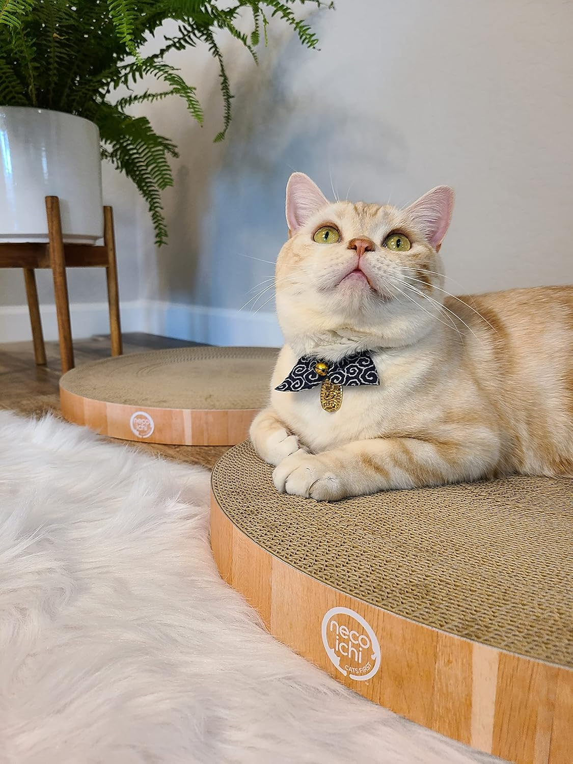 Necoichi Cozy Cat Scratcher Bowl (Pad2P) image number 1