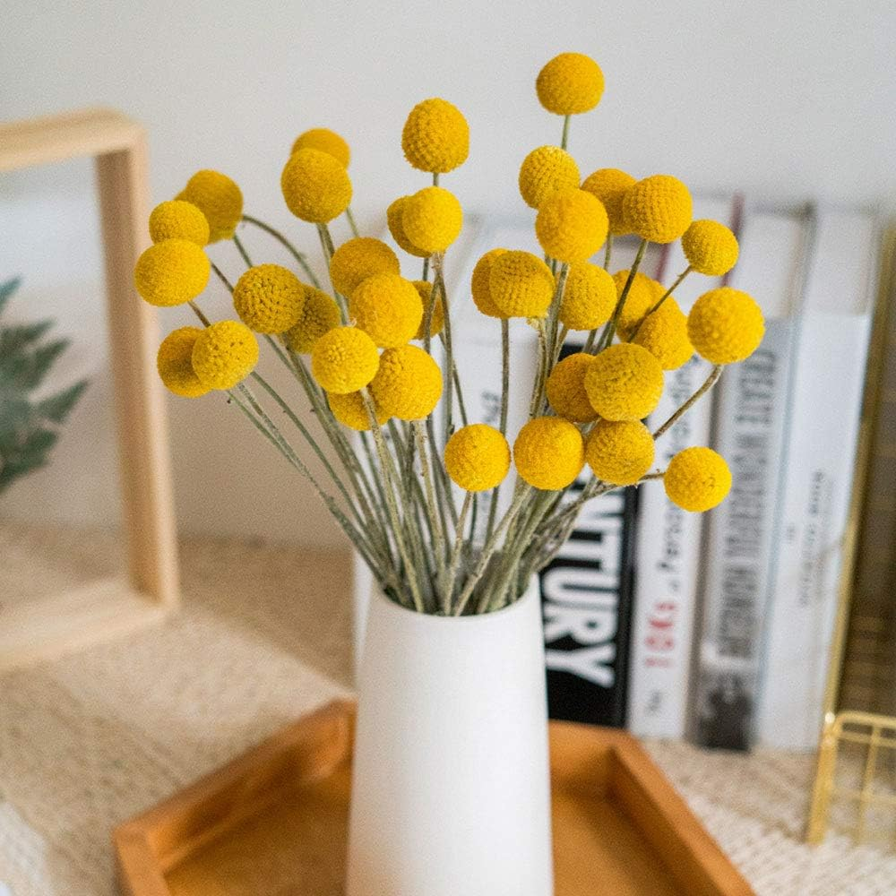 Tooget Natural Craspedia Dried Flowers Yellow Billy Buttons Balls Bouquet Bundles, Real Freshly Harvested Dry Plant Bunch Arrangements Decorate for Home Crafts, Party, Wedding, Store image number 4