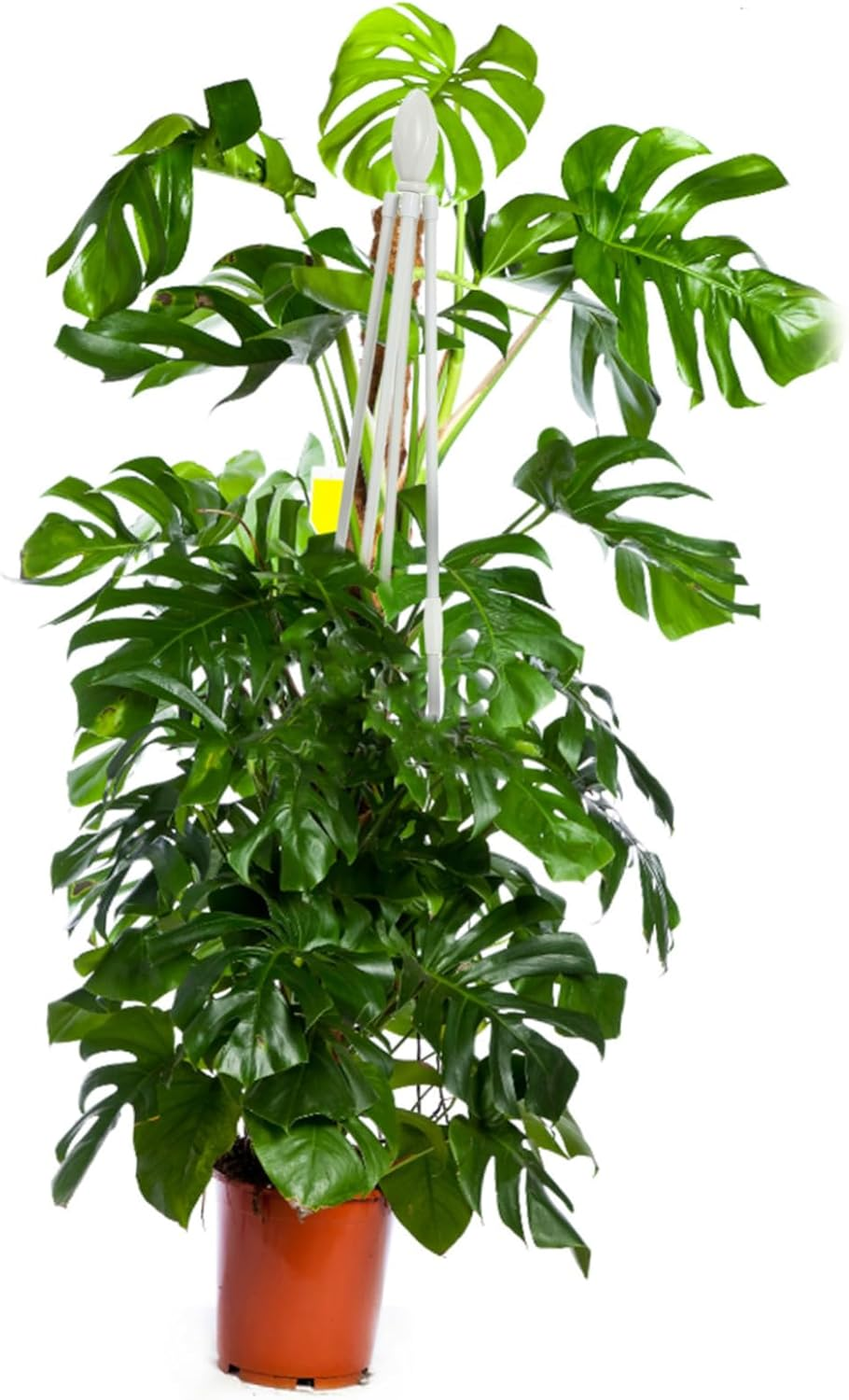 ORFOFE Sturdy Pergola Flower Stand for Outdoor Plant Support Trellis for Climbing Plants Gardening Accessories Decoration image number 4