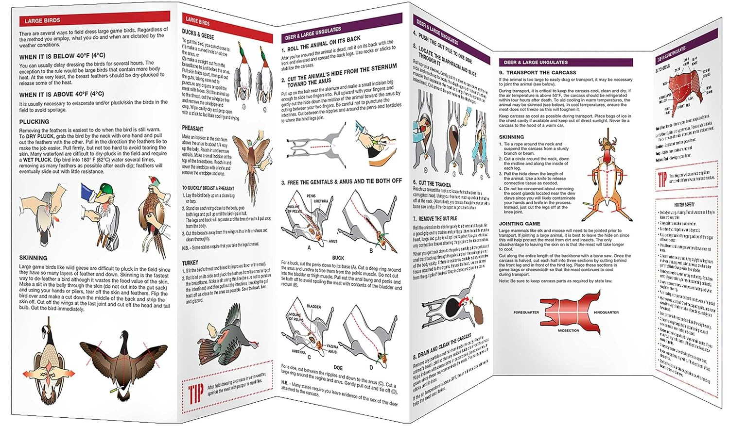 Field Dressing Game: a Folding Pocket Guide to What a Novice Needs to Know image number 2