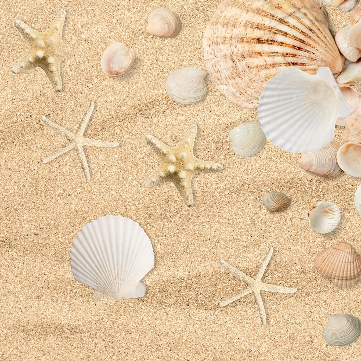 12PCS Starfish Scallop Shells for Crafts 3.5"-4.7" Large Seashells Bulk Mixed Star Fish Shells Decorations for Wedding Decor DIY Crafting Craft Making Fish Tank Home Decorations image number 5