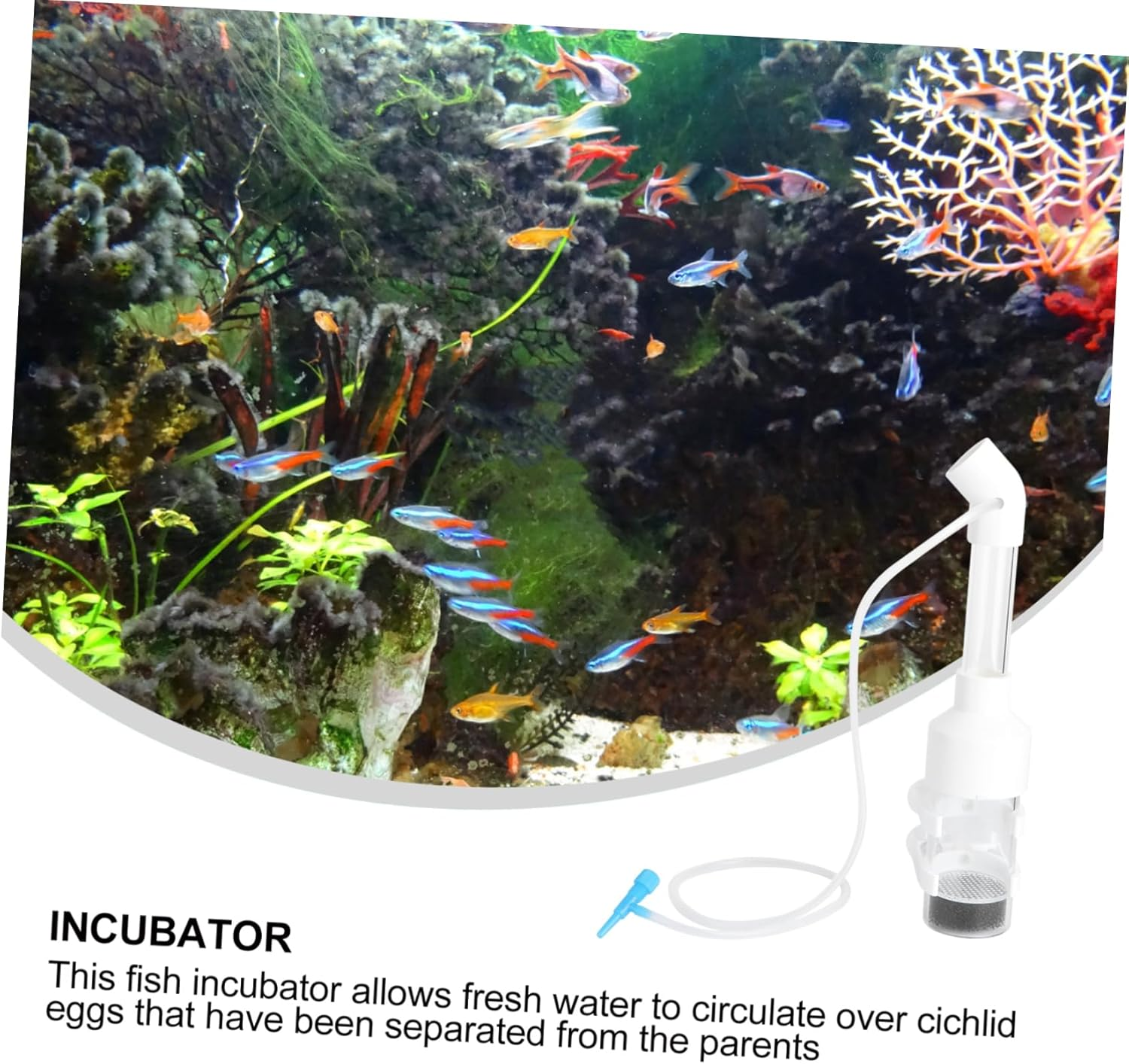 BUGUUYO Fish Hatchery Incubator 2Pcs 50Mm Egg Tumbler for Aquarium Cichlids Breeding Mouth-Brooding Fish Tank Accessories Suitable for Aquatic Pets and Random Color image number 4
