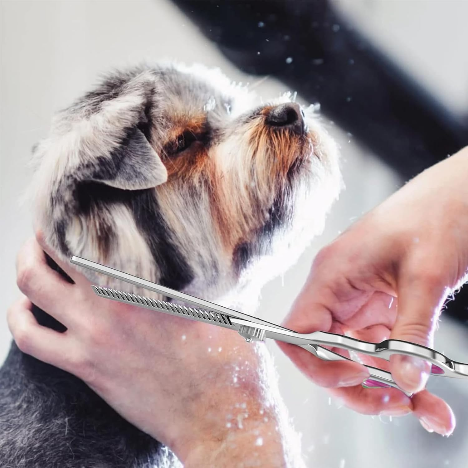 Professional 6 Inch Stainless Steel Pet Grooming Scissors for Dogs and Cats - Curved and Paw Scissors (B) image number 6