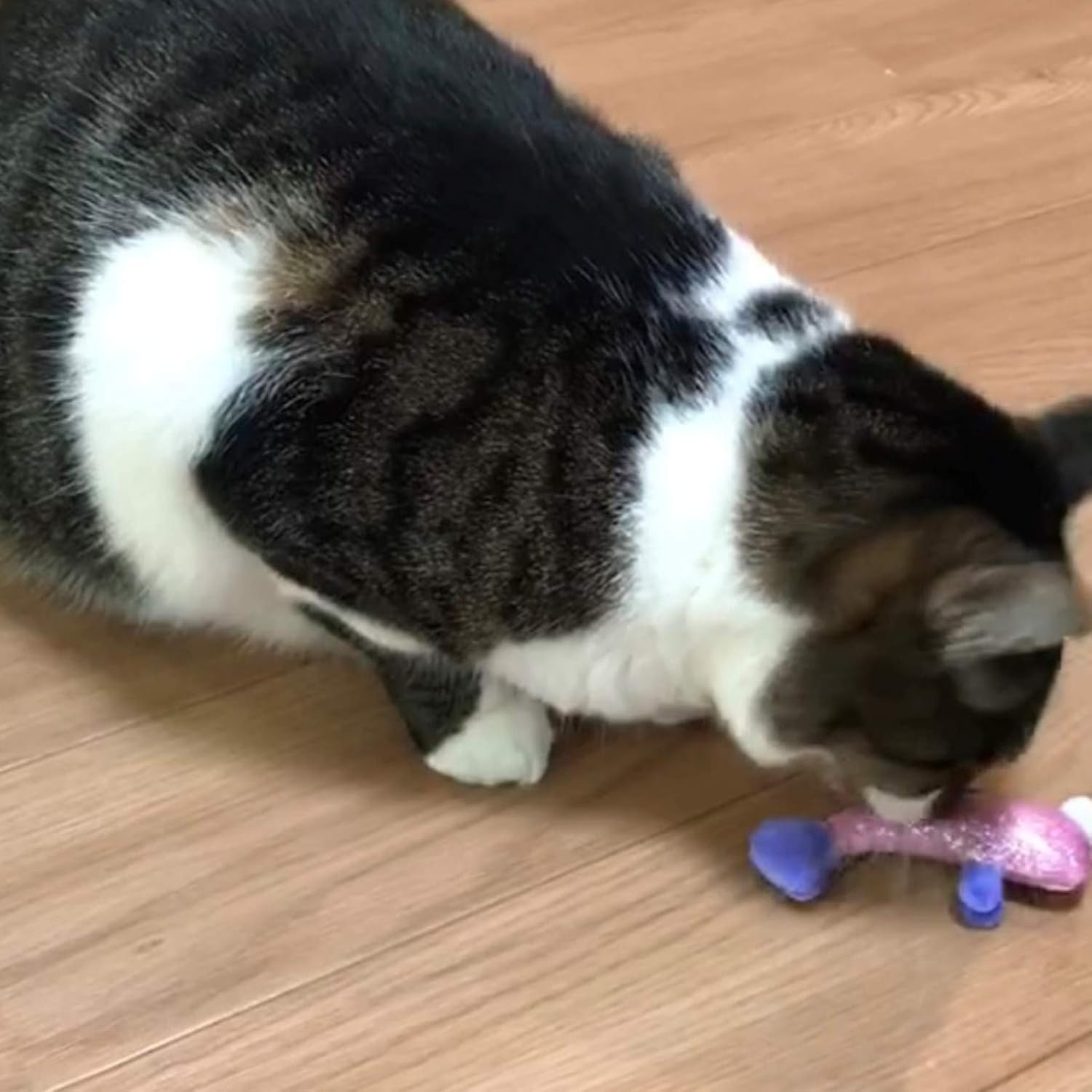 Gigwi Cat Toy, Catnip Toy, Fish Trio