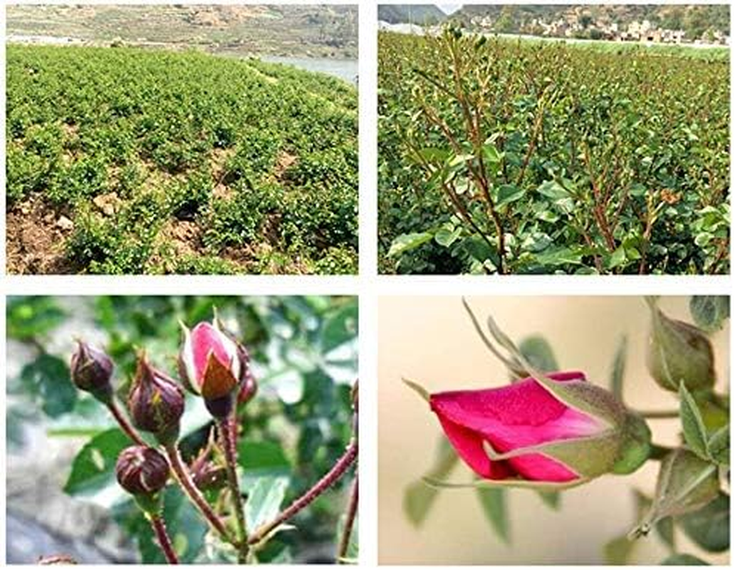Tooget Fragrant Natural Deep Red Rose Buds Rose Petals Pure Dried Golden-Rim Rose Flowers Wholesale, Culinary Food Grade - 8 OZ