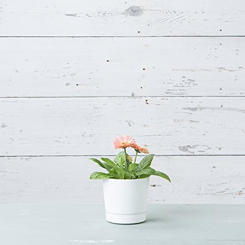 Novelty Majestic Full Depth round Cylinder Pot, Glossy White, 6-Inch (10062) - 6-Inch, White image number 1