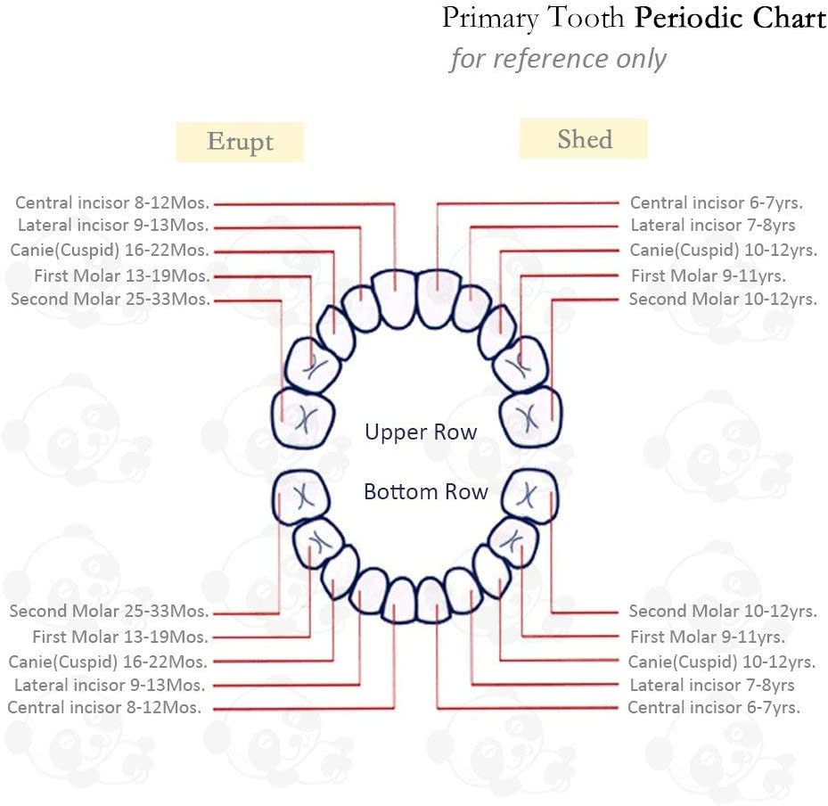 PAMBO Baby Tooth Fairy Keepsake Box | Child Tooth Saver & Holder Gift Box for Girls - Girls image number 3
