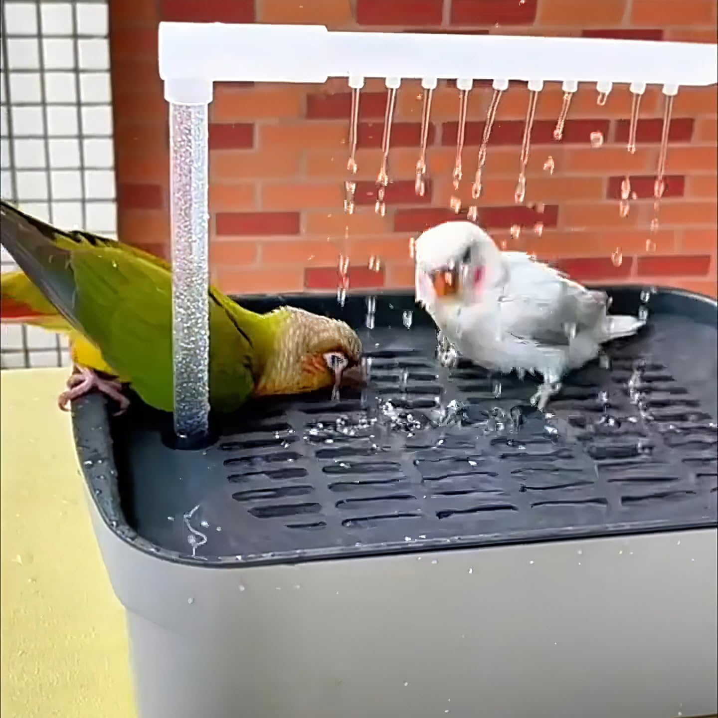 Bird Bath Box With image number 4