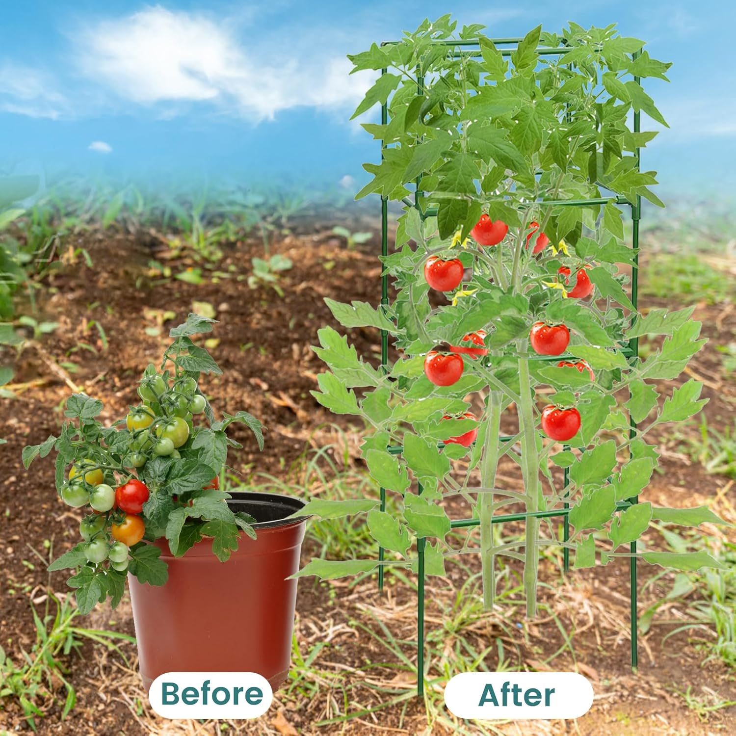 MYMULIKE Tomato Cages, 3 Packs Square Tomato Plant Support Stakes, 41.5 * 15 * 15In Heavy Duty Plant Support Trellis for Garden Climbing Vegetables Flowers Fruits with 10Pcs Clips image number 4