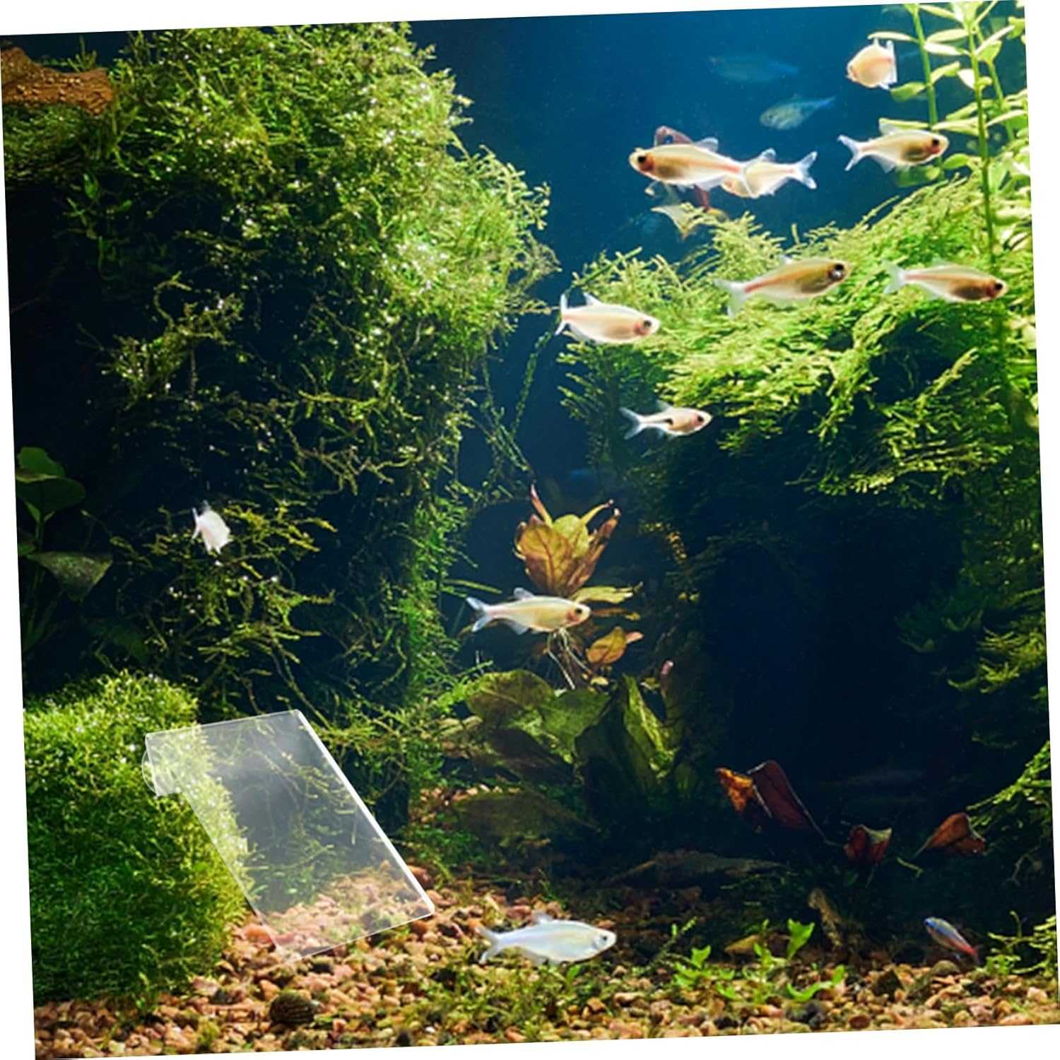 UPKOCH Fish Spawning Plate with Suction Cups Lightweight Acrylic Breeding Board for Aquarium Spawning Convenient Safety Breeding Suitable for Fish Tanks and Aquatic Pets image number 6