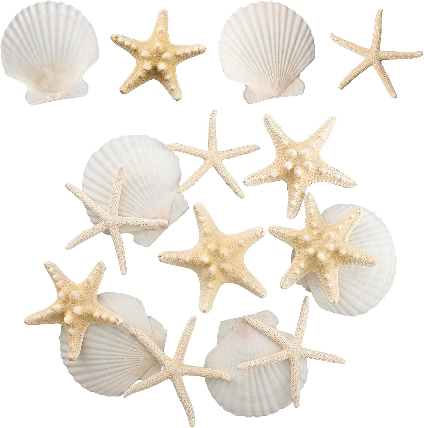 12PCS Starfish Scallop Shells for Crafts 3.5"-4.7" Large Mixed Star Seashells Bulk Fish Shells Decorations for Making Fish Tank Home DIY Decorations Wedding Decor Crafting Craft image number 6