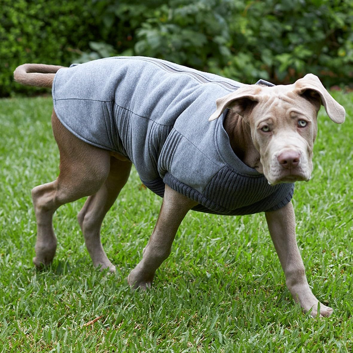 Kazoo Armadillo Dog Jacket, Charcoal, Large image number 5
