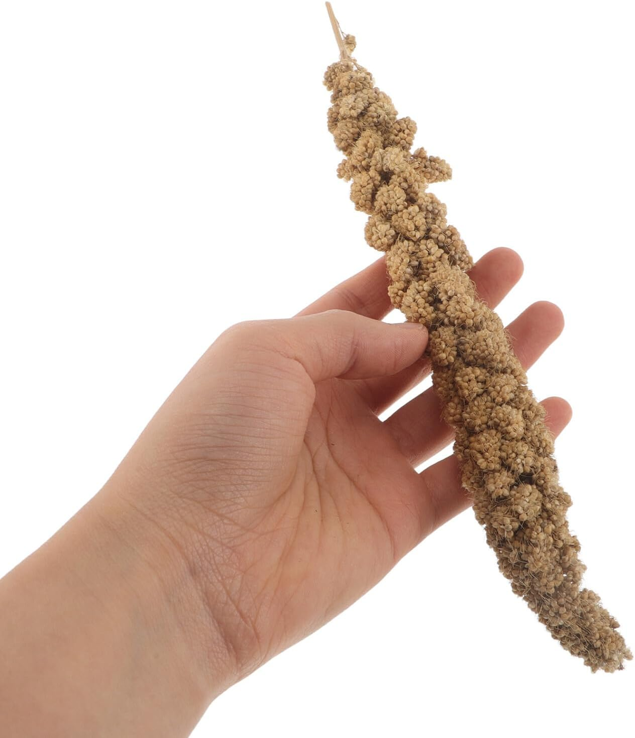 Abaodam Millet Treat for Parakeets and Budgies 500G Natural Dried Millet Sticks Bird Snack Food for Cockatiels Finches Small Pet Supplies image number 6