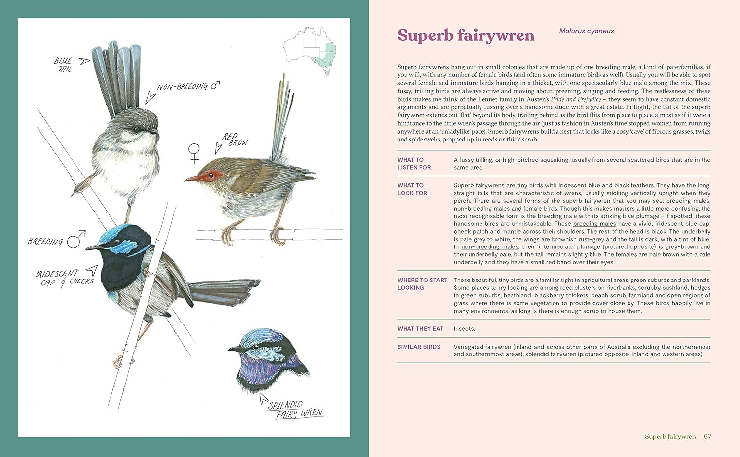 100 Australian Birds image number 2