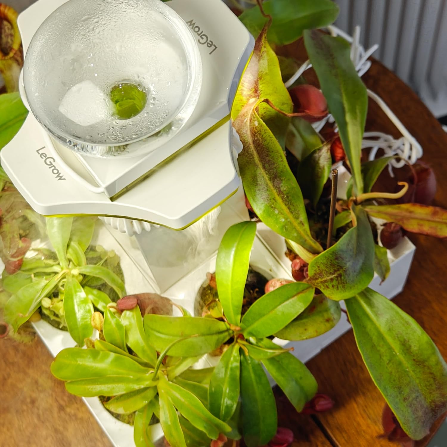 Legrow Nepenthes Terrarium System &ndash; Pitcher Plant Planter with LED Grow Light & Humidifier, Self-Watering Indoor Carnivorous Plant Setup &ndash; No Live Plant, Beginner Friendly image number 6