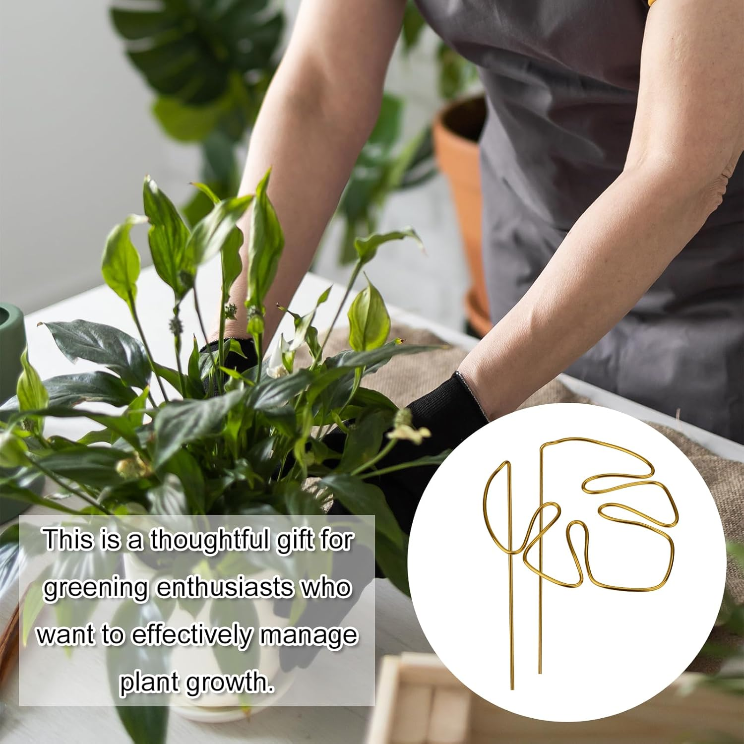2Pcs Monstera Stand, Golden Stems Stands for Indoor Climbing Plants Reusable Plant Support for Indoor and Outdoor Plants image number 2