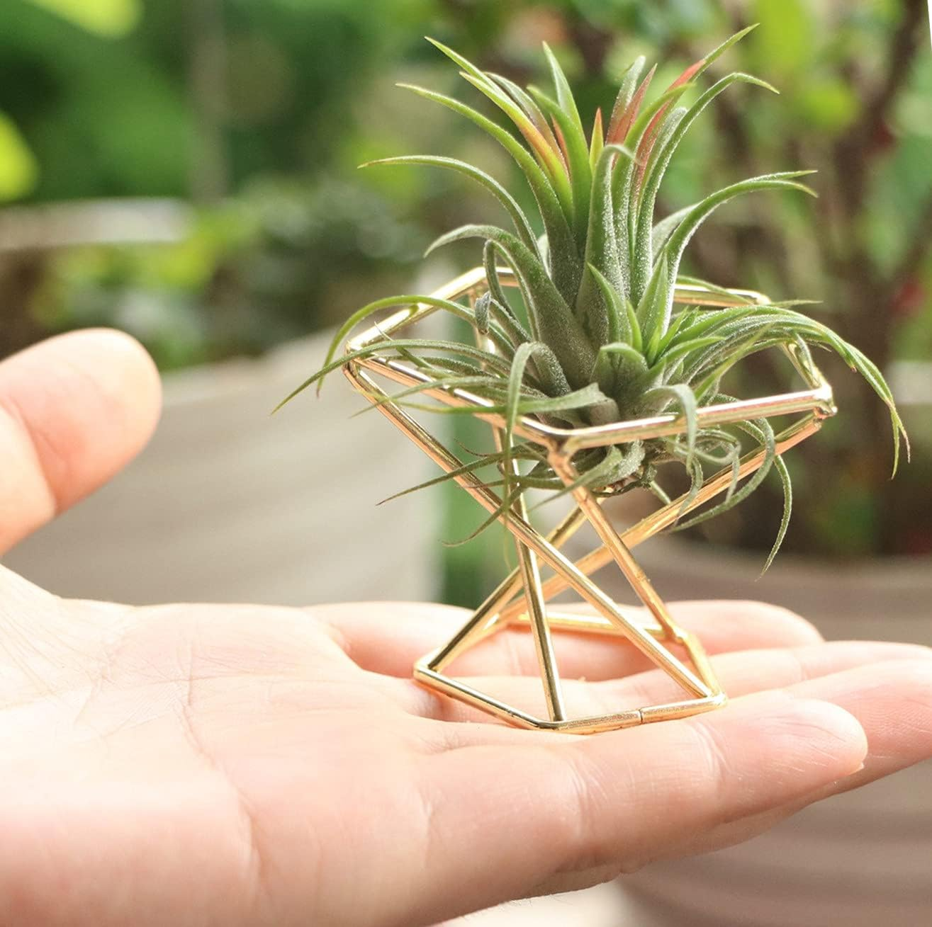 Pack 5 Gold Air Plant Holder Air Plants Holders Tillandsias Display Air Purifying Plant Container Air Fern Stand Geometric Decor for House, Wedding Party