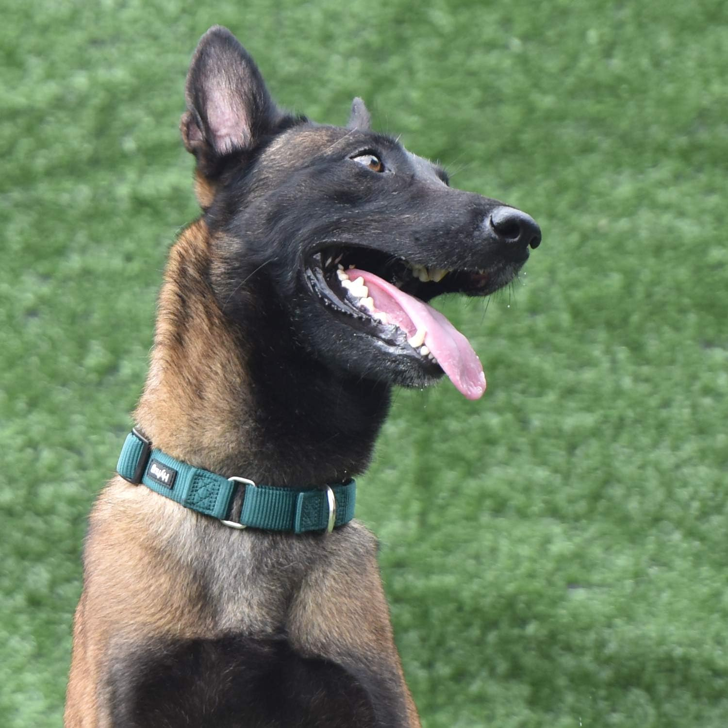 Hyhug Anti-Escape Strong Martingale Large Boy and Girl Dog Collar - Walking Training Daily Use. image number 7