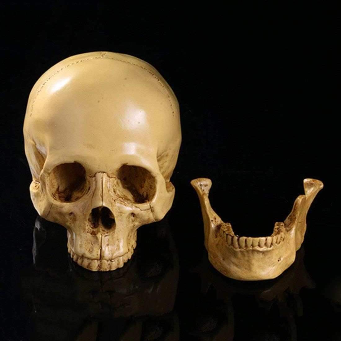 Model 1: 1 Resin Human Skull Anatomical Teaching Decoration Yellow image number 2