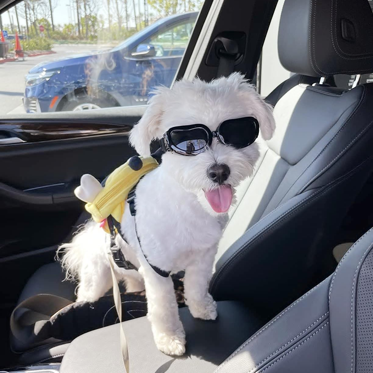 Dog Goggles - Small Dog Sunglasses Waterproof Windproof UV Protection for Doggy Puppy Cat - Black - Black image number 4