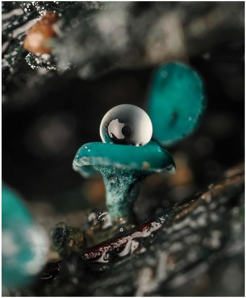 OM SYSTEM M.Zuiko ED 90Mm F3.5 Macro PRO Lens image number 6