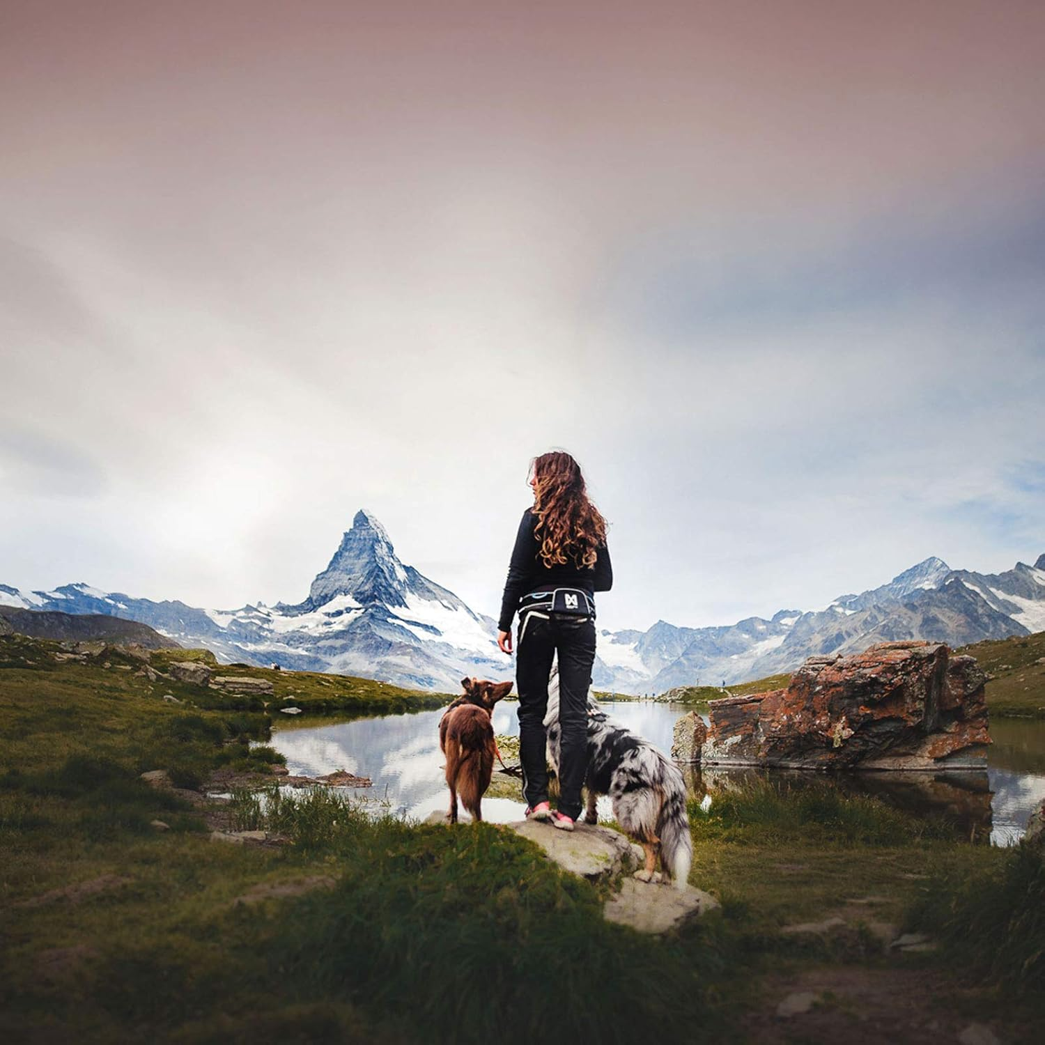 DOG Copenhagen Non-Stop Trekking Belt for Hiking/Canicross 1 Unit, Purple