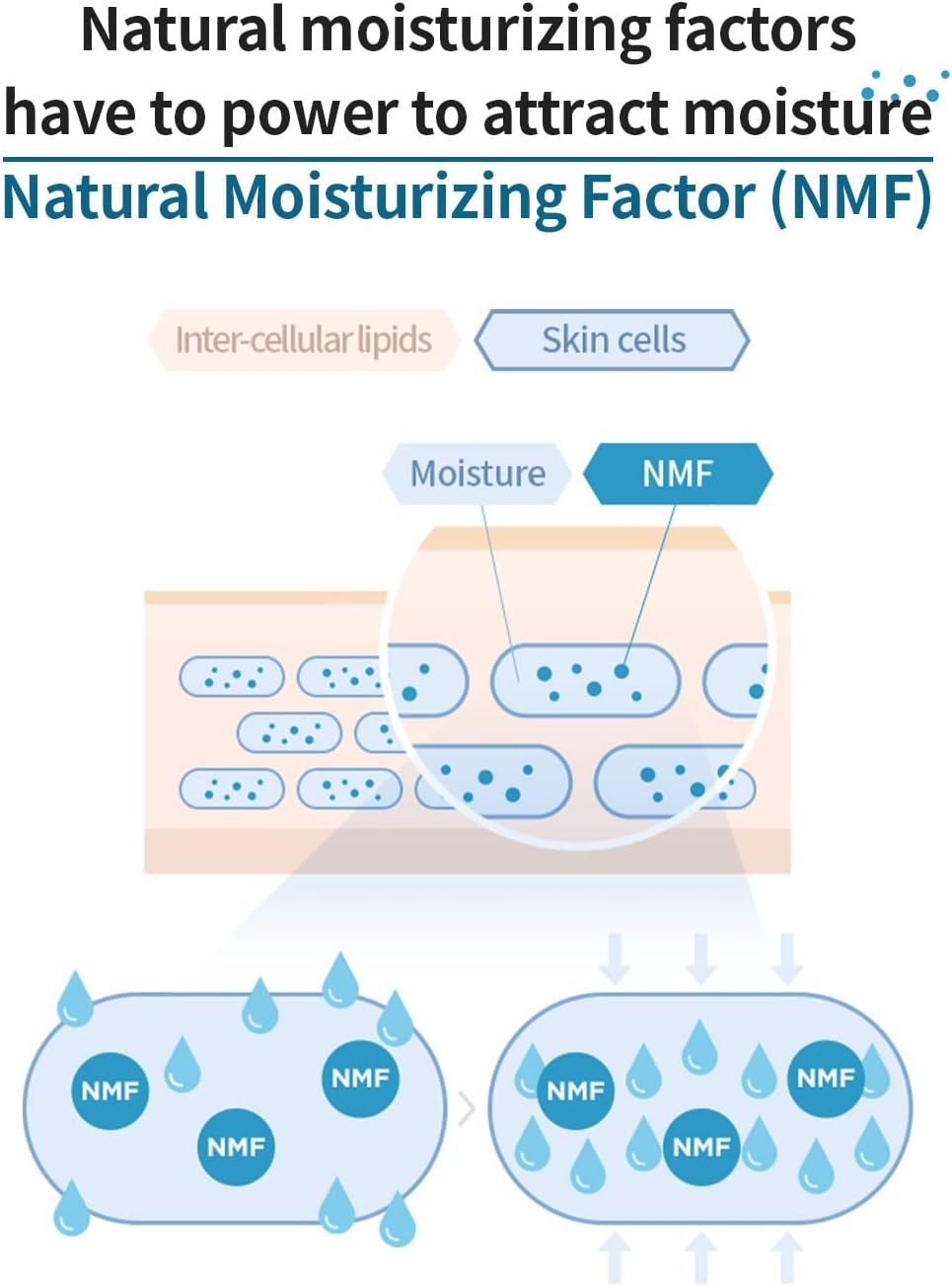 AESTURA Atobarrier365 Ceramide Hydro Essence Deep Hydrating with 30 Moisture Nutrients for Face Normal to Dry Skin 5.07 Oz, 150Ml image number 2