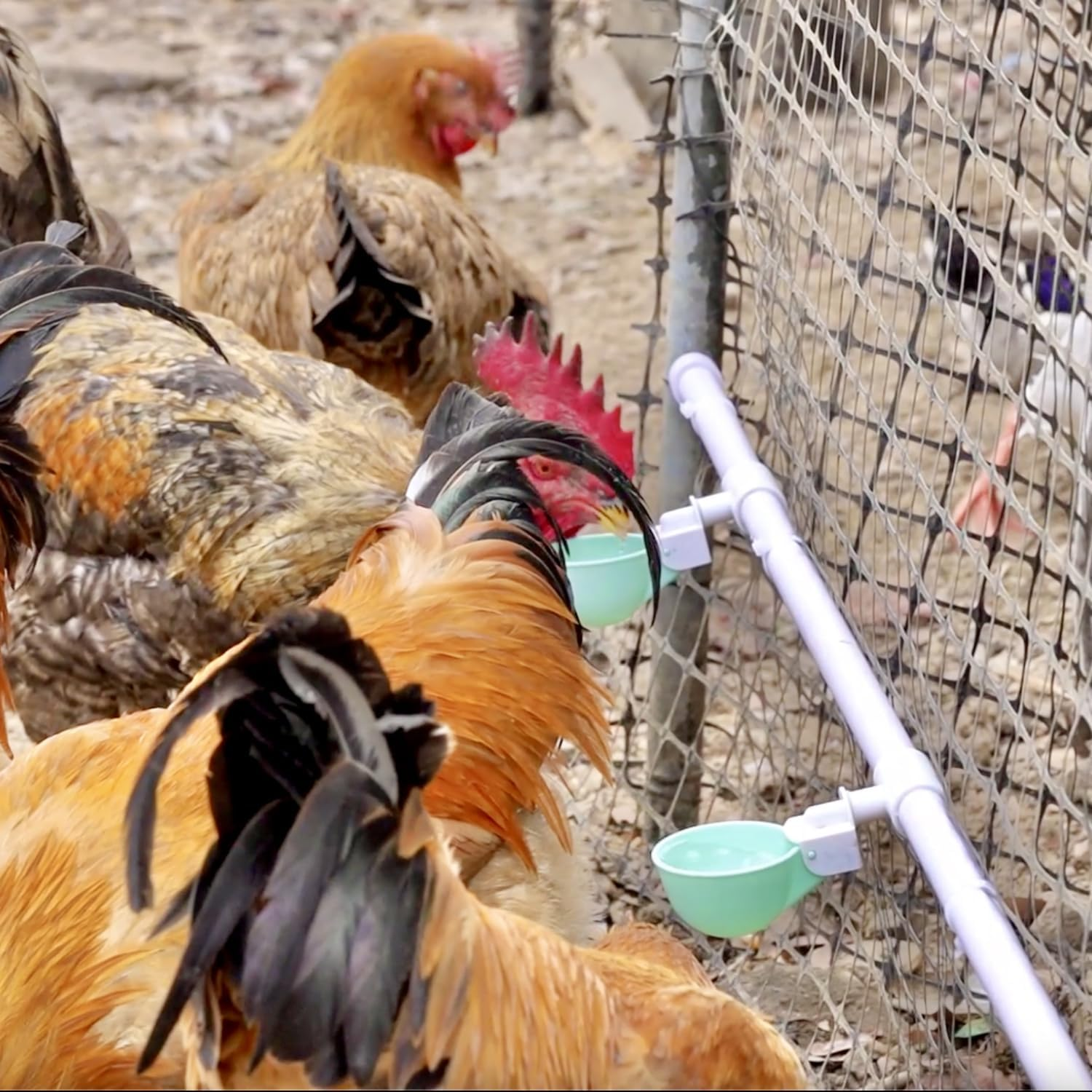 Chicken Water Cups with PVC Tee Fittings for 1/2" Pipe, 8PC Automatic Chicken Watering System, Anti-Leak, Holds 50% More Water, Suitable for Chicks, Chicken, Duck, Quail, Birds, Turkey image number 2