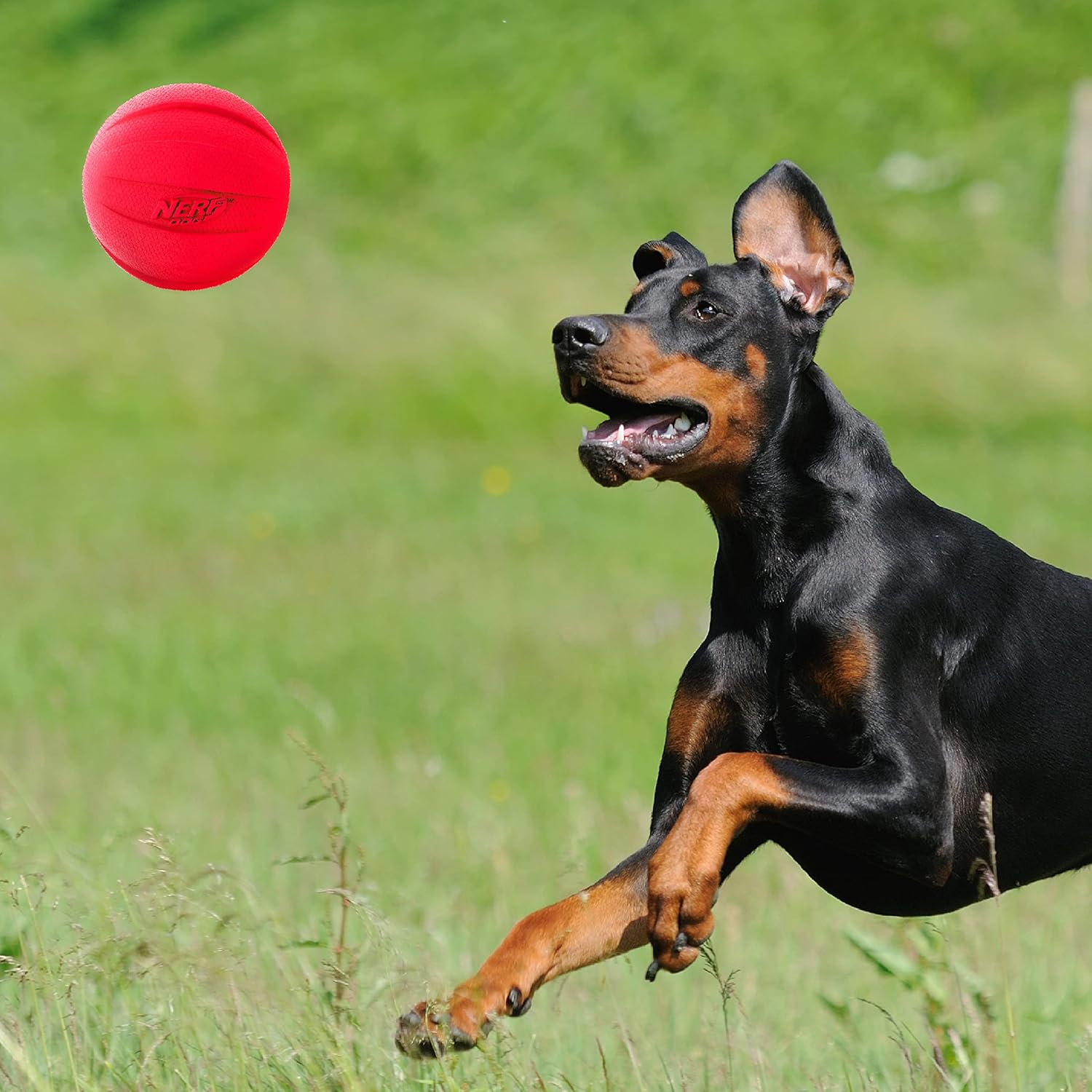 Nerf Dog Classic Ball Dog Toy with Interactive Squeaker, Lightweight, Durable and Water Resistant, 3.8 Inches, for Medium/Large Breeds, Two Pack, Green and Red image number 5