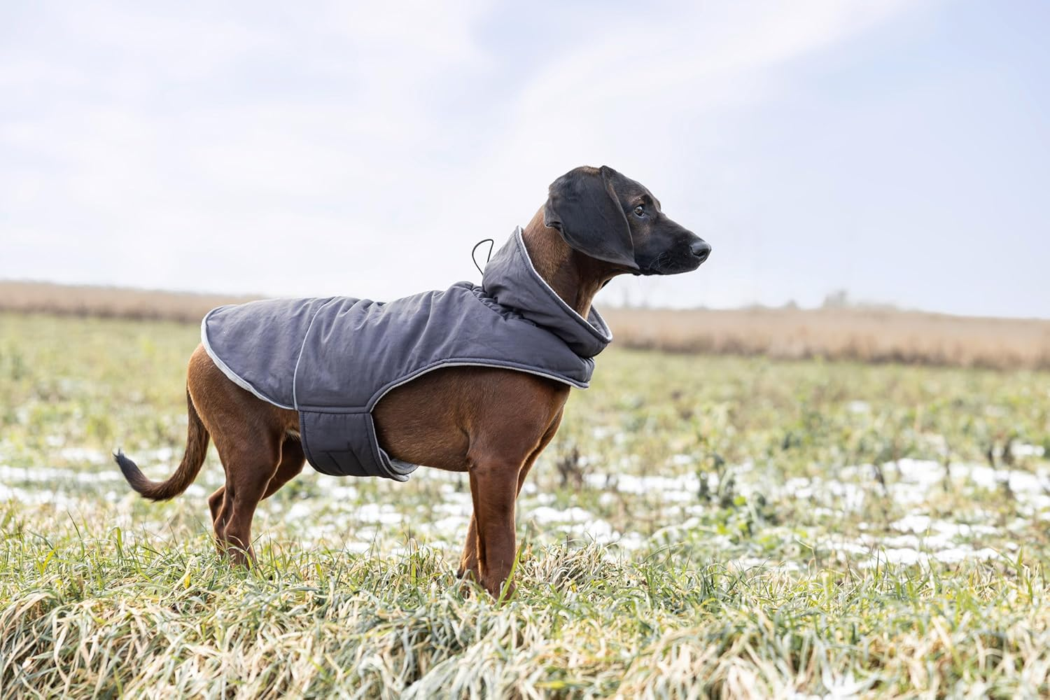 Kerbl Pet Montreal Dog Coat, Wind and Water-Repellent, Fleece Lining, Stretch Material, Easy to Put On, Reflective Piping, Washable at 30 &deg;C, XXL, 55 Cm, Grey image number 2