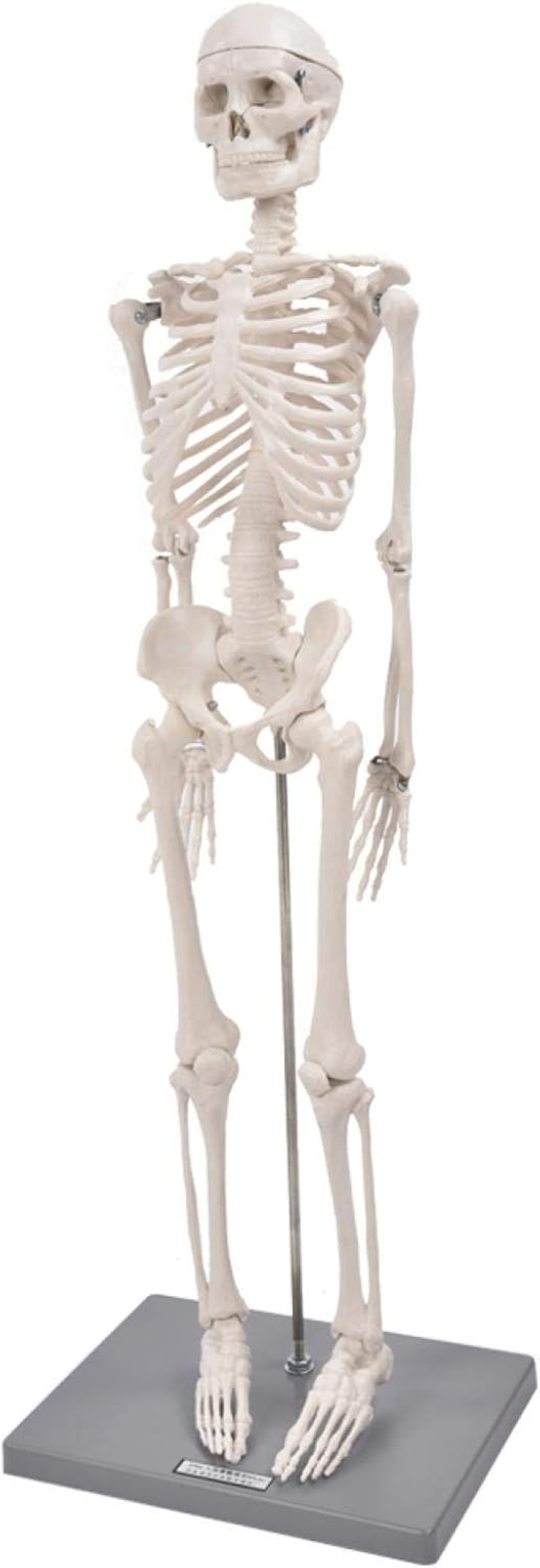 Skeleton Model, Teaching Skeleton Model Visual Easy to Use Lifelike for Schools Teaching Use for Display and Study image number 6