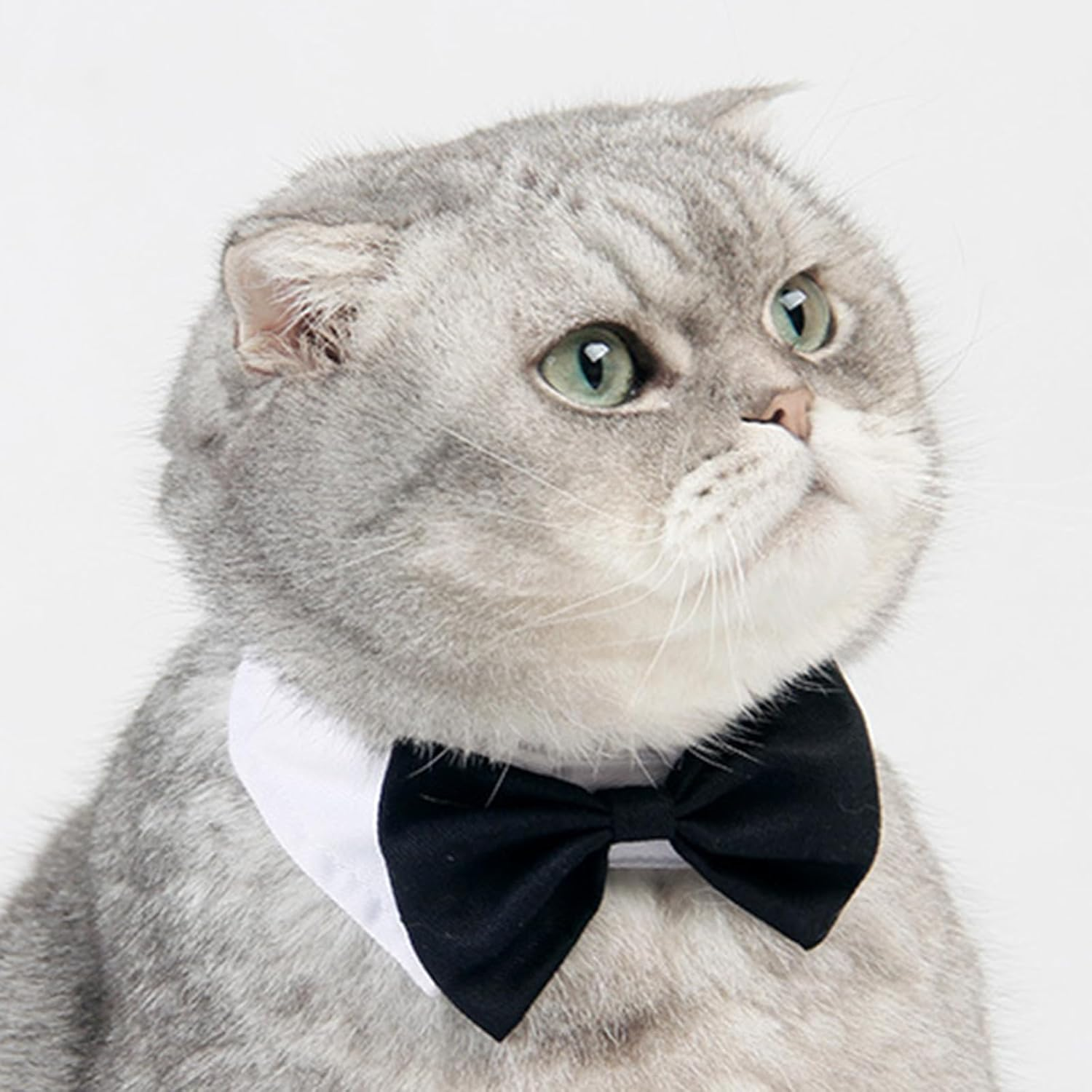 XUNQUCOM Pet Bow Tie Collar for Cats & Dogs (Black-L) image number 5