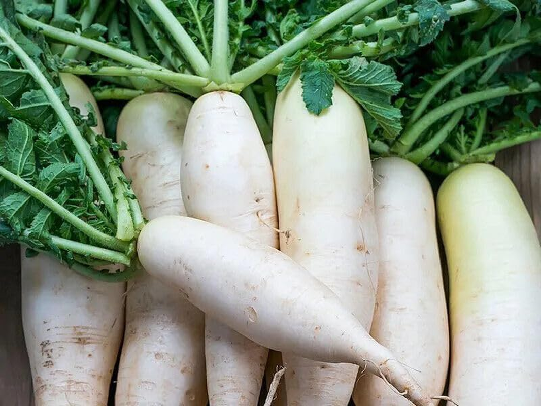 Radish Daikon Miyashige 70+ Seeds Vegetable Garden Autumn Winter Spring