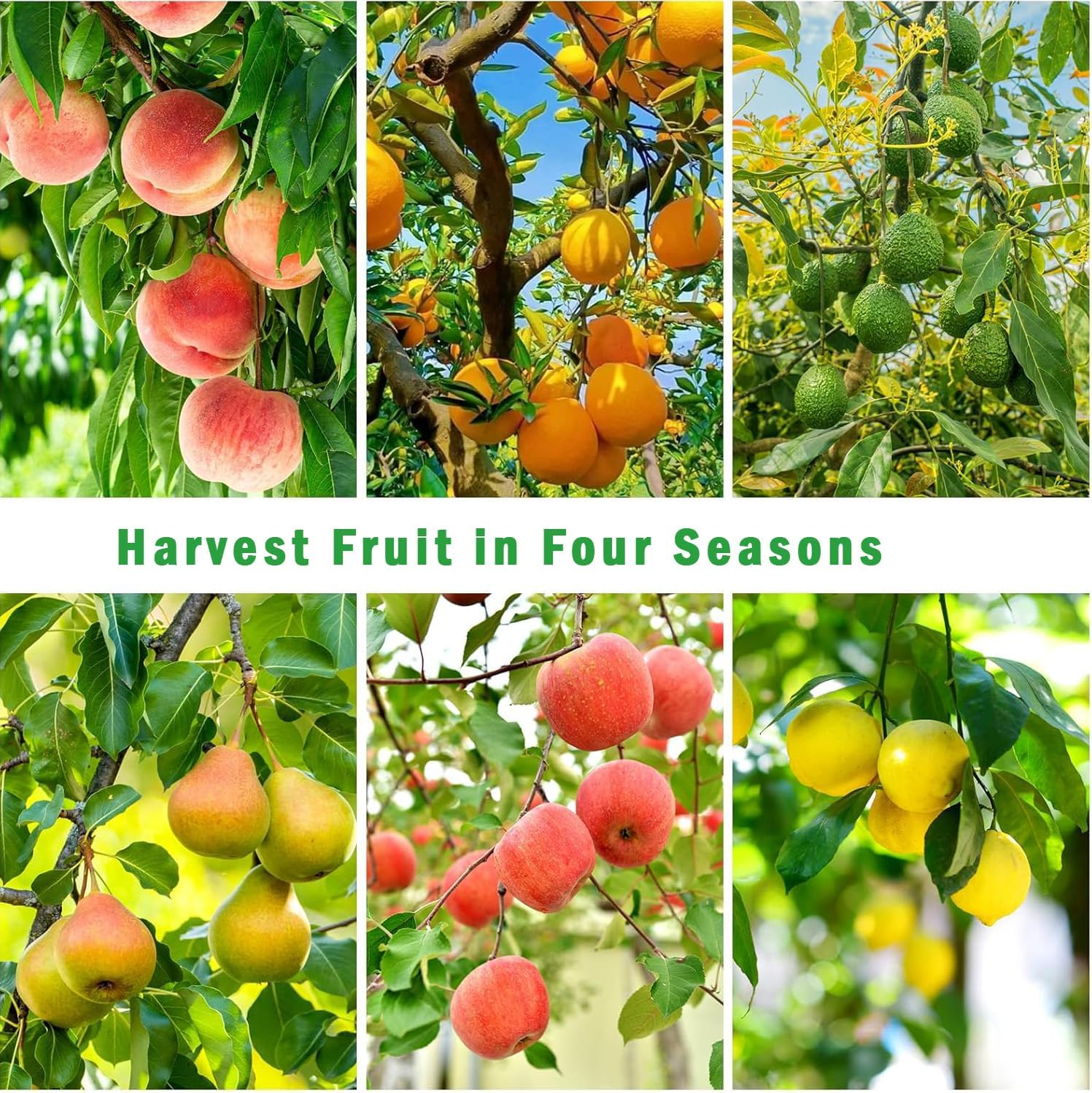 Fruit Picker Pole with Basket, 13 FT Adjustable Pole with Soft Bag for Apple, Pear, Lemon, Orange, Apricot, Mango, Limes, Nectarines, Grapefruit, Plums, Cherry, Persimmons Tree Picker image number 4