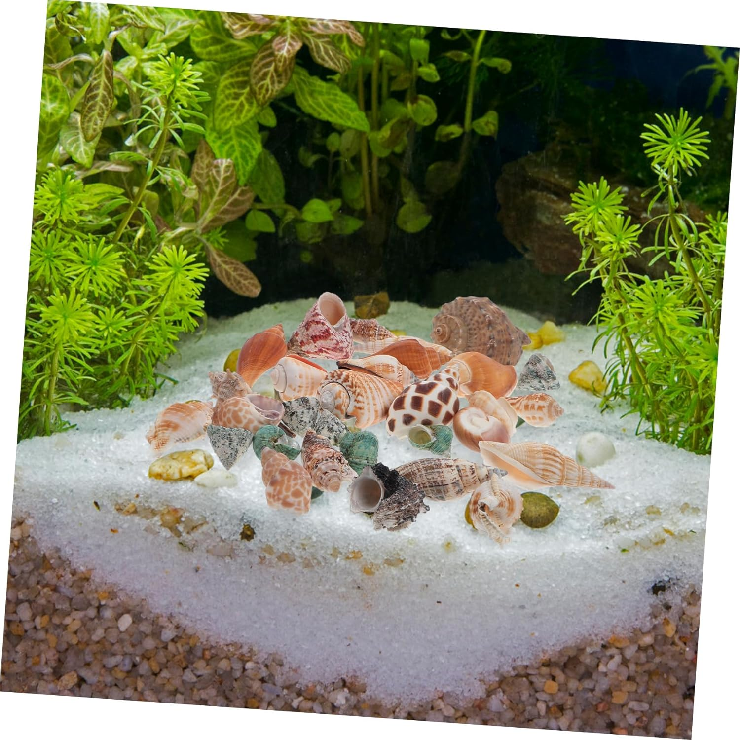 Angoily 1 Set Hermit Crab Conch Fish Tank Rocks Aquarium Conch Decor Beach Seashells Desk Top Decor Zen Garden Decor Ornament Pond Conch Decor Scallops Material Package Natural Conch