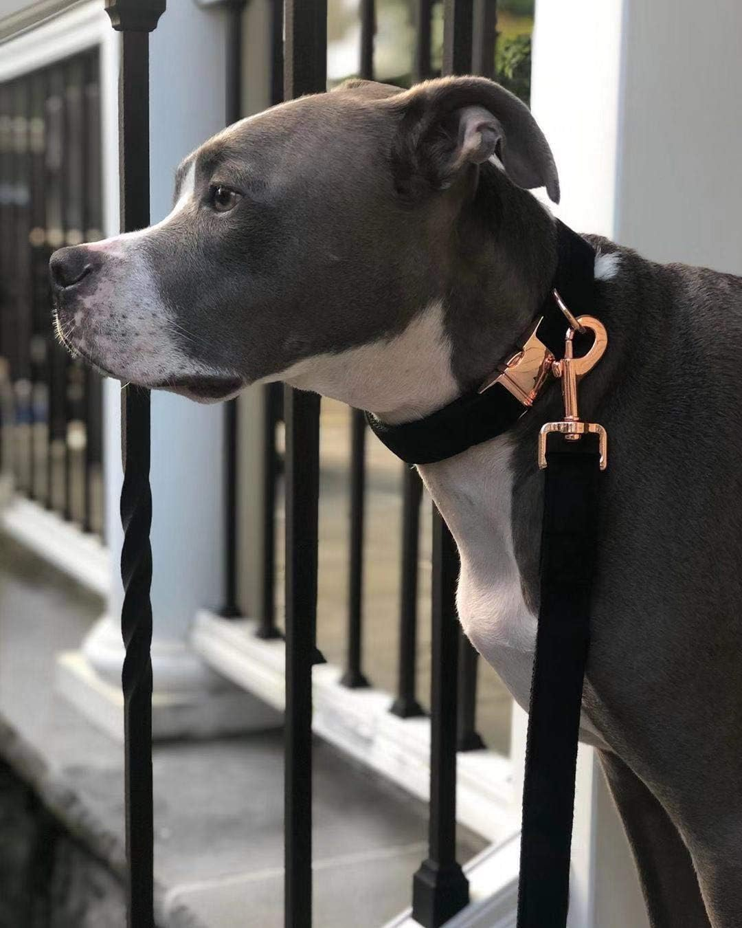 ARING PET Dog Collar Leash, Velvet Dog Collar Leash Set, Soft & Comfy, Adjustable Collars Dogs Cats image number 4