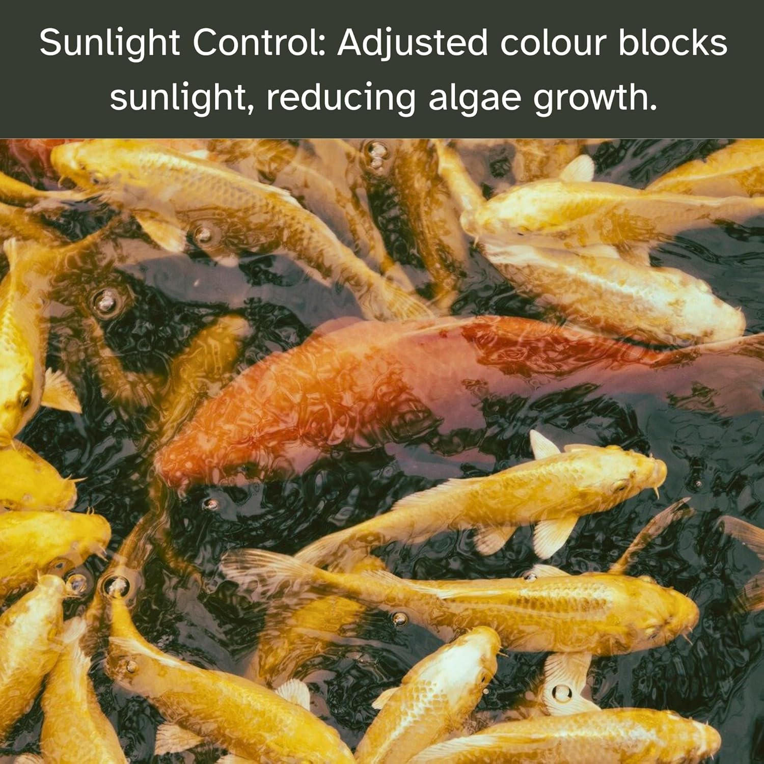 Caplintec Blue Pond Dye | Eco-Friendly Blue Liquid Pond Dye Safe for Fish and Wildlife | Pond Algae Control & Weed Prevention | Water Garden Pond Treatment 3000 Litres Coverage (100 Ml, Blue) image number 2