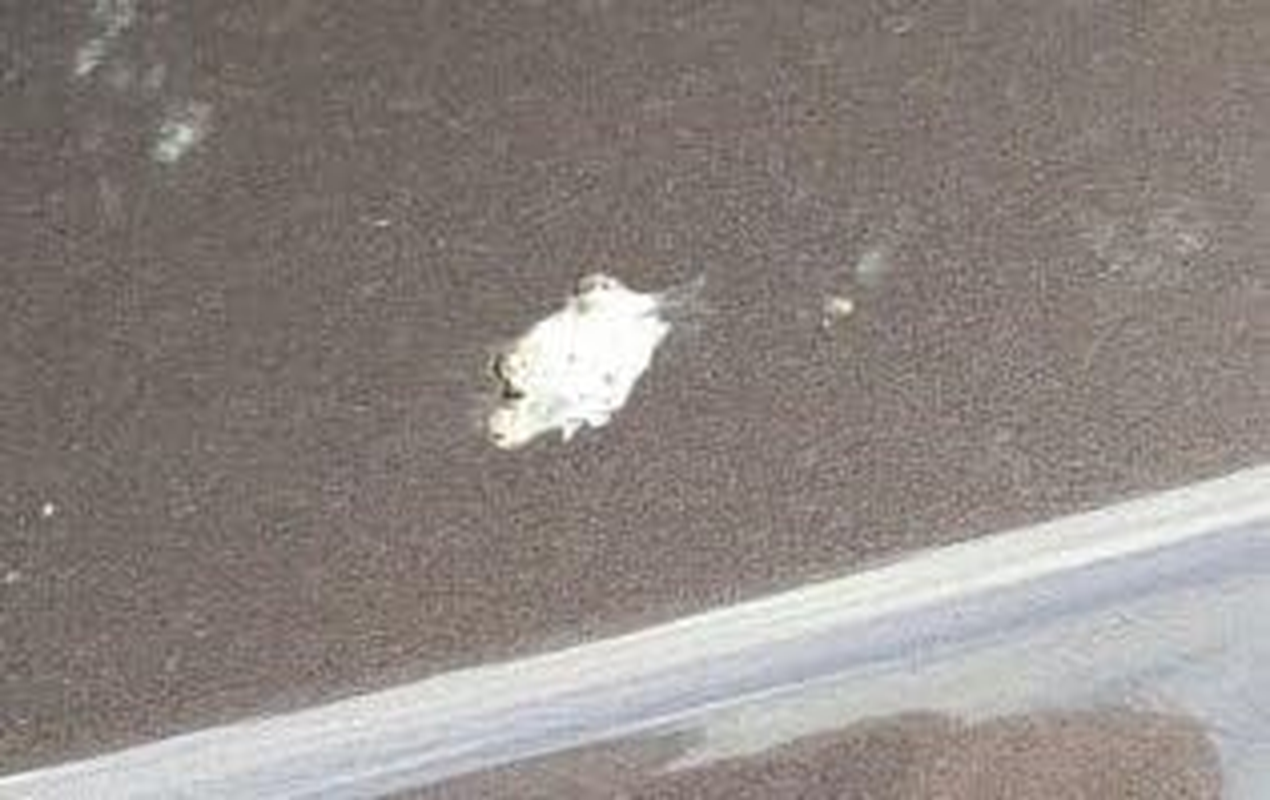 Nushine Bird Dropping and Insect Strike Remover Spray 250Ml (Ecofriendly Formula) image number 1