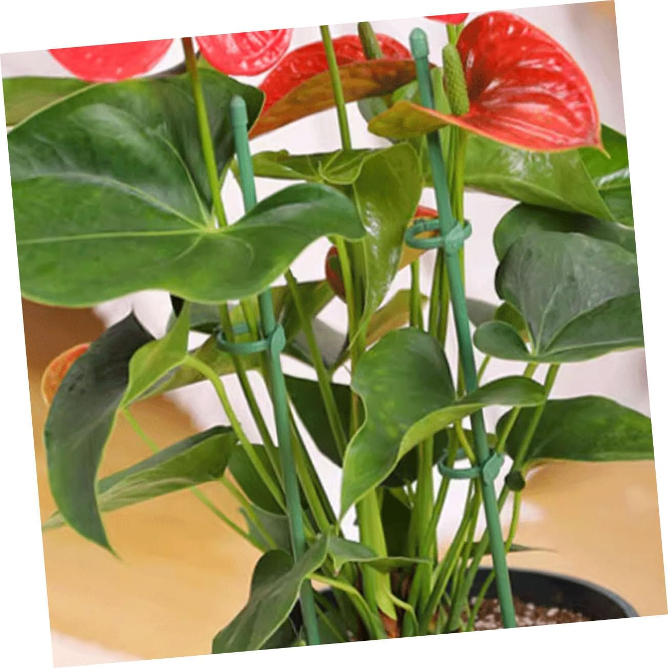 Plant Support Stakes for Garden Plants Flower Support Stakes Adjustable Clamps for Supporting in Outdoor Gardens image number 2