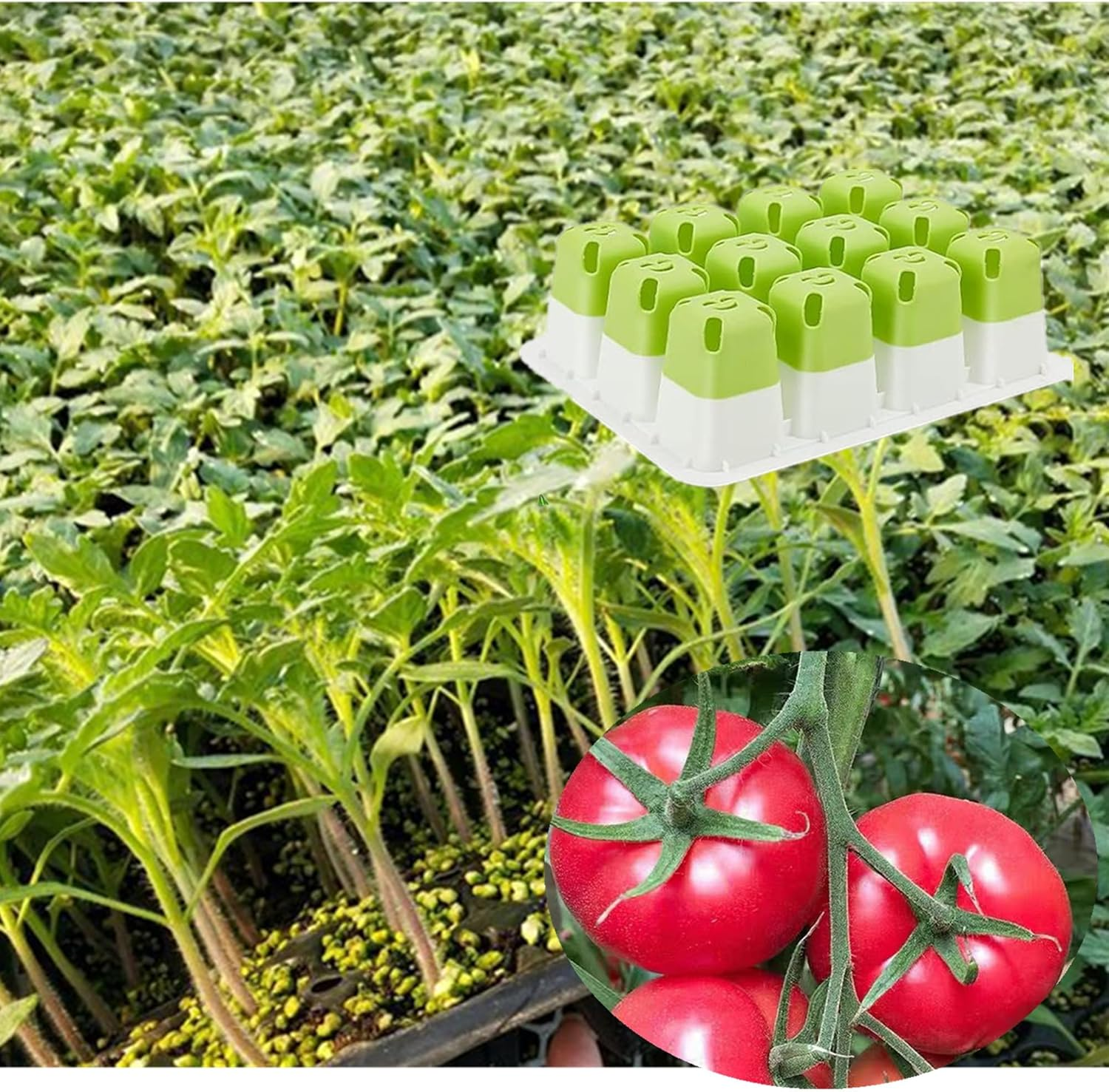 5Pcs Reusable Seed Starter Tray, Silicone Seeding Starter with Flexible Pop-Out Cells (60 Cells in Total), Plant Growing Trays for Seed Starter, Indoor Greenhouse Seeding Planting Growing(5Pcs,Green) image number 1