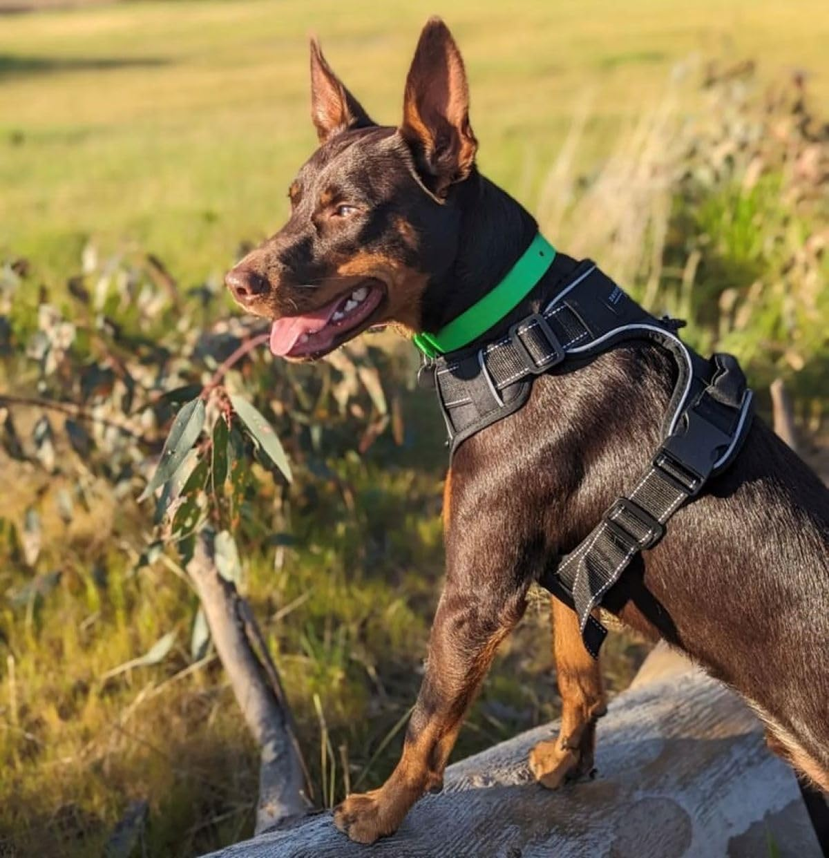 DROVERS Dog and Co Super Tuff Collars - Green - Stink Proof - Maximum Strength - Easy Clean (Small)