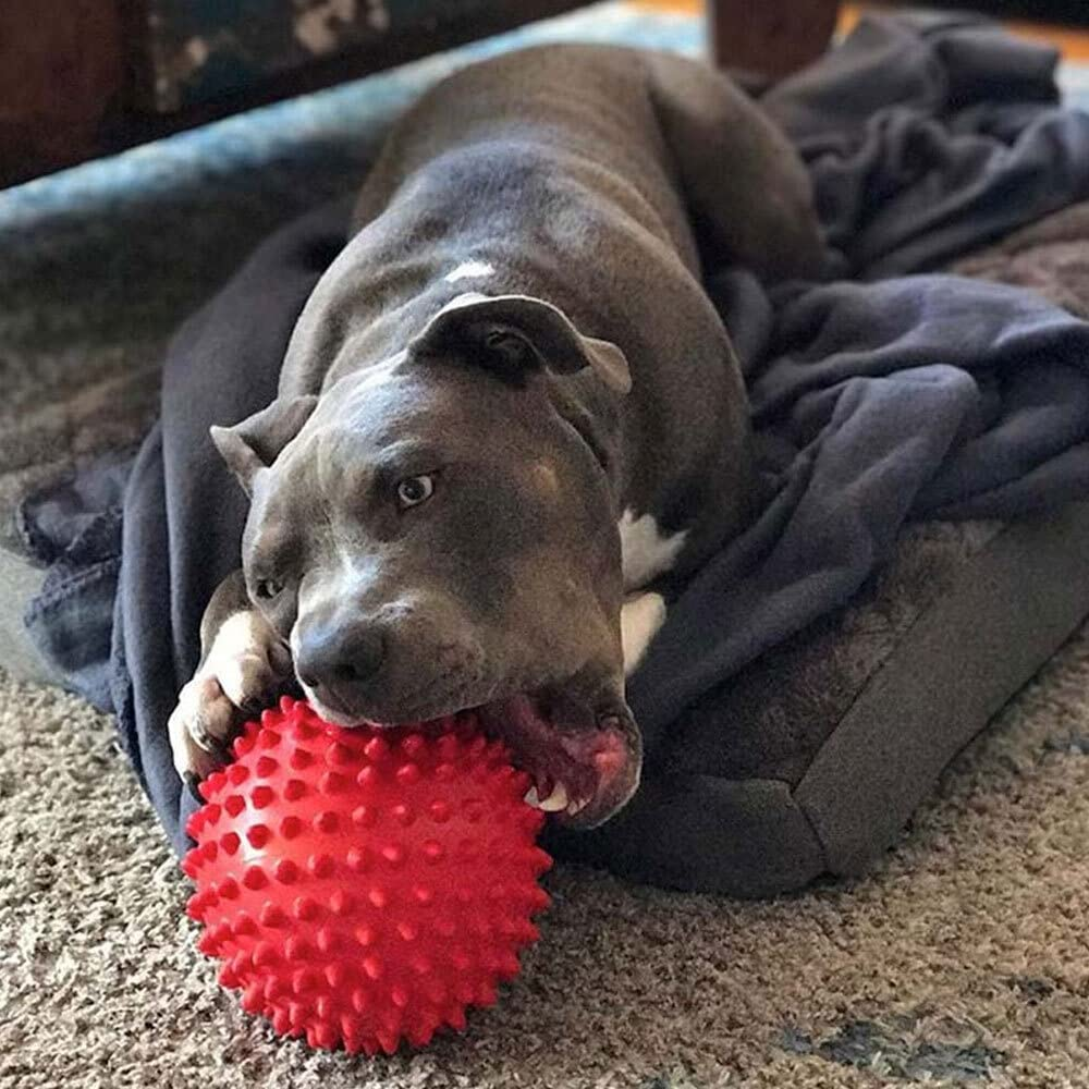 Aussie Dog Products 18Cm Mitch Interactive Hard Ball Pet Play Toy Outdoor Red M image number 1