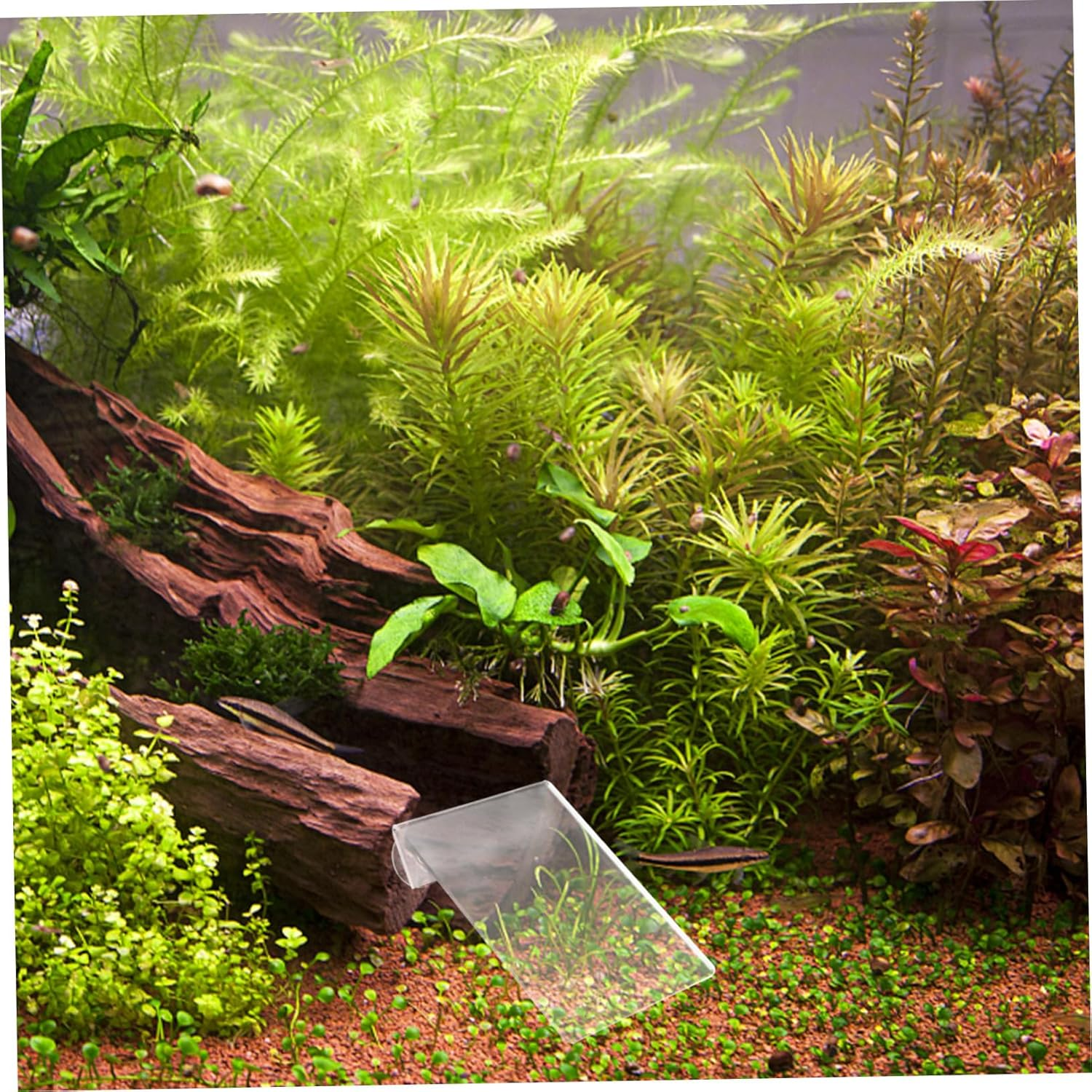 UPKOCH Fish Spawning Plate with Suction Cups Lightweight Acrylic Breeding Board for Aquarium Spawning Convenient Safety Breeding Suitable for Fish Tanks and Aquatic Pets image number 1