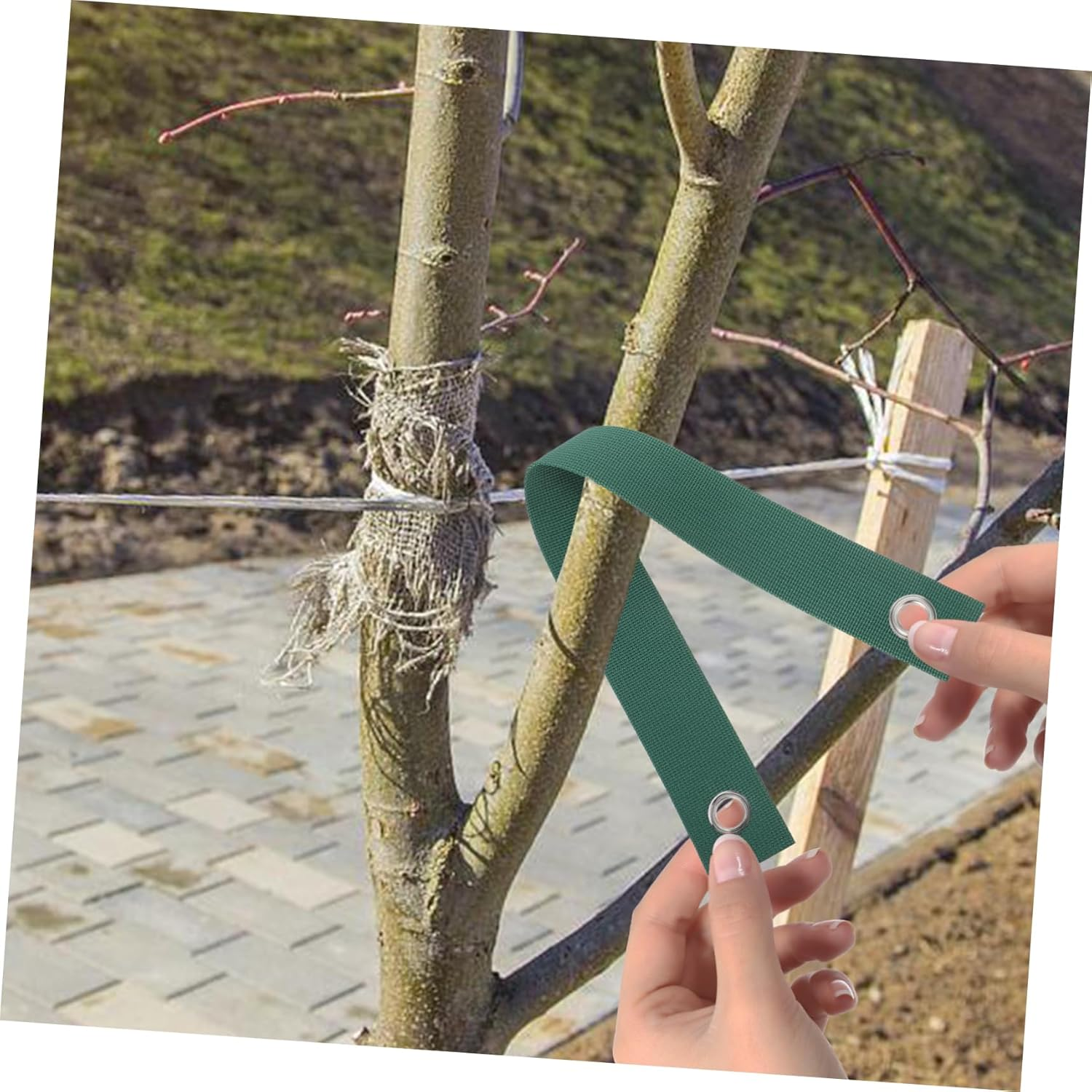 KONTONTY 3Pcs Tree Support Straps Stakes Straps Windproof Fixing Belts Tree Tie Kit for Gardening image number 1