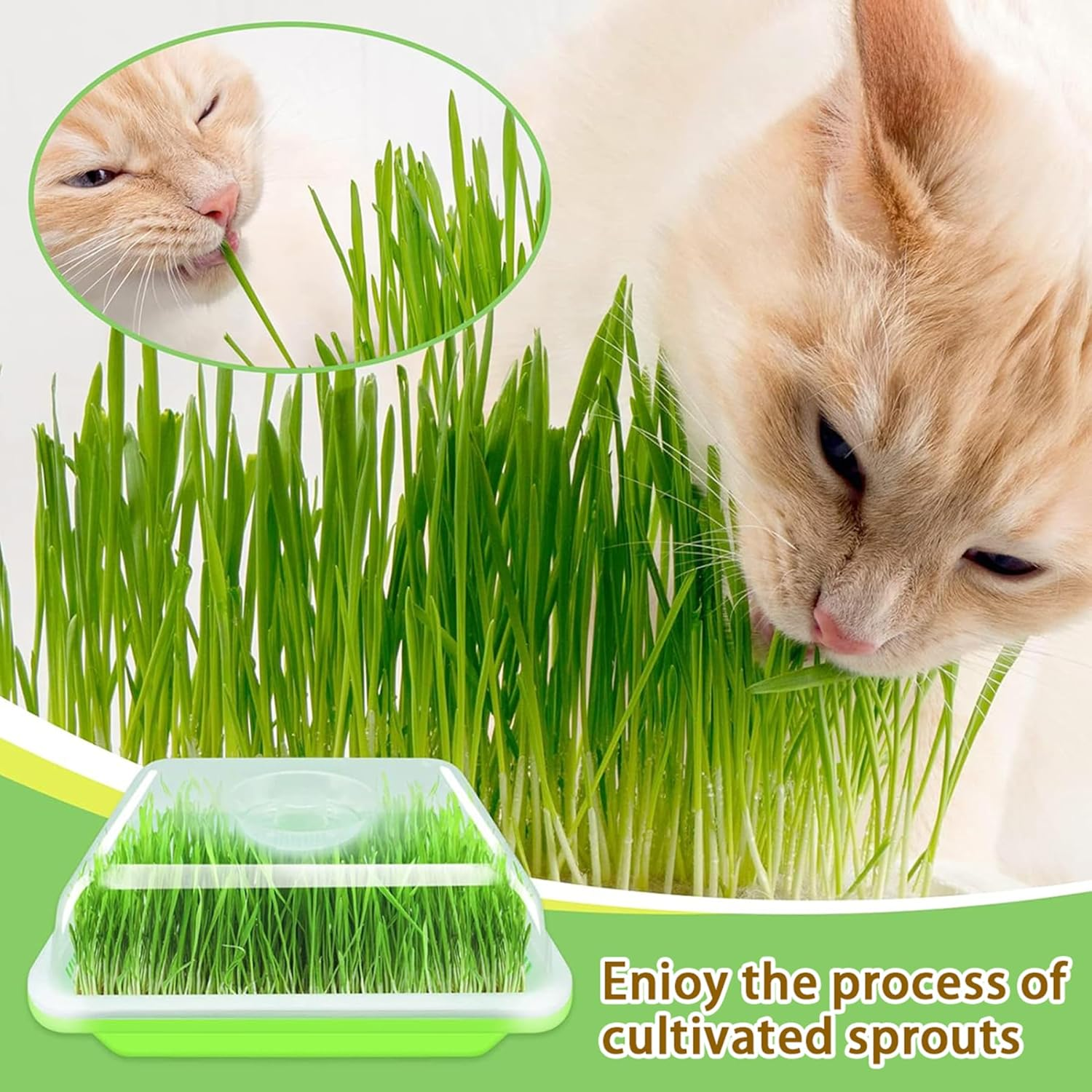 FORYUSE 3 Pack Seed Sprouter Tray with Drain Holes BPA Free PP Soil-Free Wheatgrass Grower with Lid Microgreens Germination Sprouting Kit for Garden Home Office image number 1